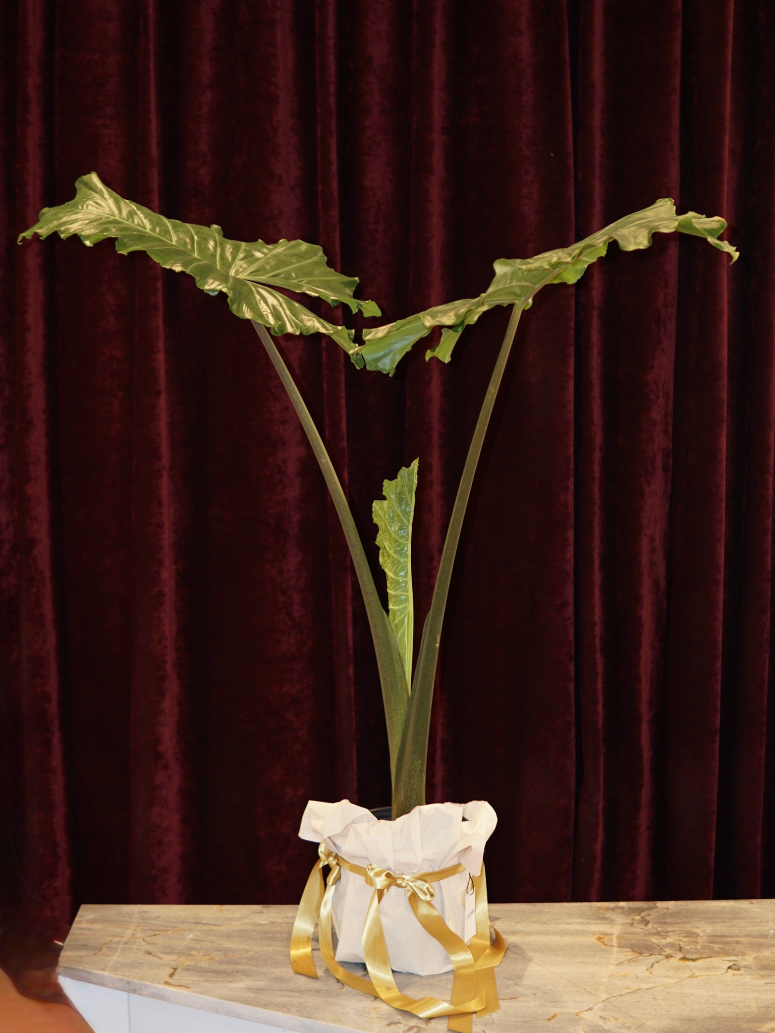 La Bomba Floristry Alocasia Potted La Bomba Floristry Vancouver Canada Alocasia Potted