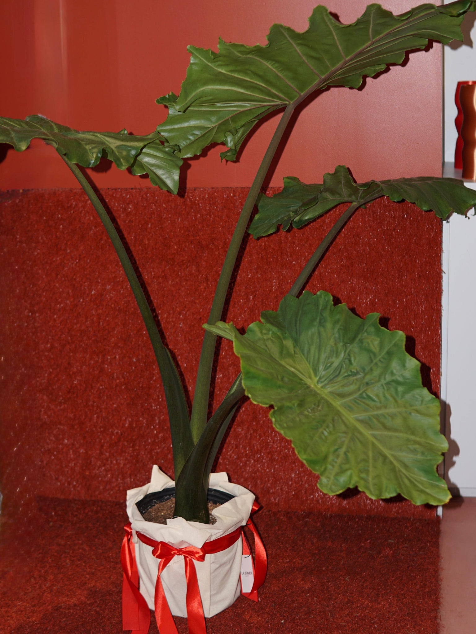 La Bomba Floristry Alocasia Potted La Bomba Floristry Vancouver Canada Alocasia Potted