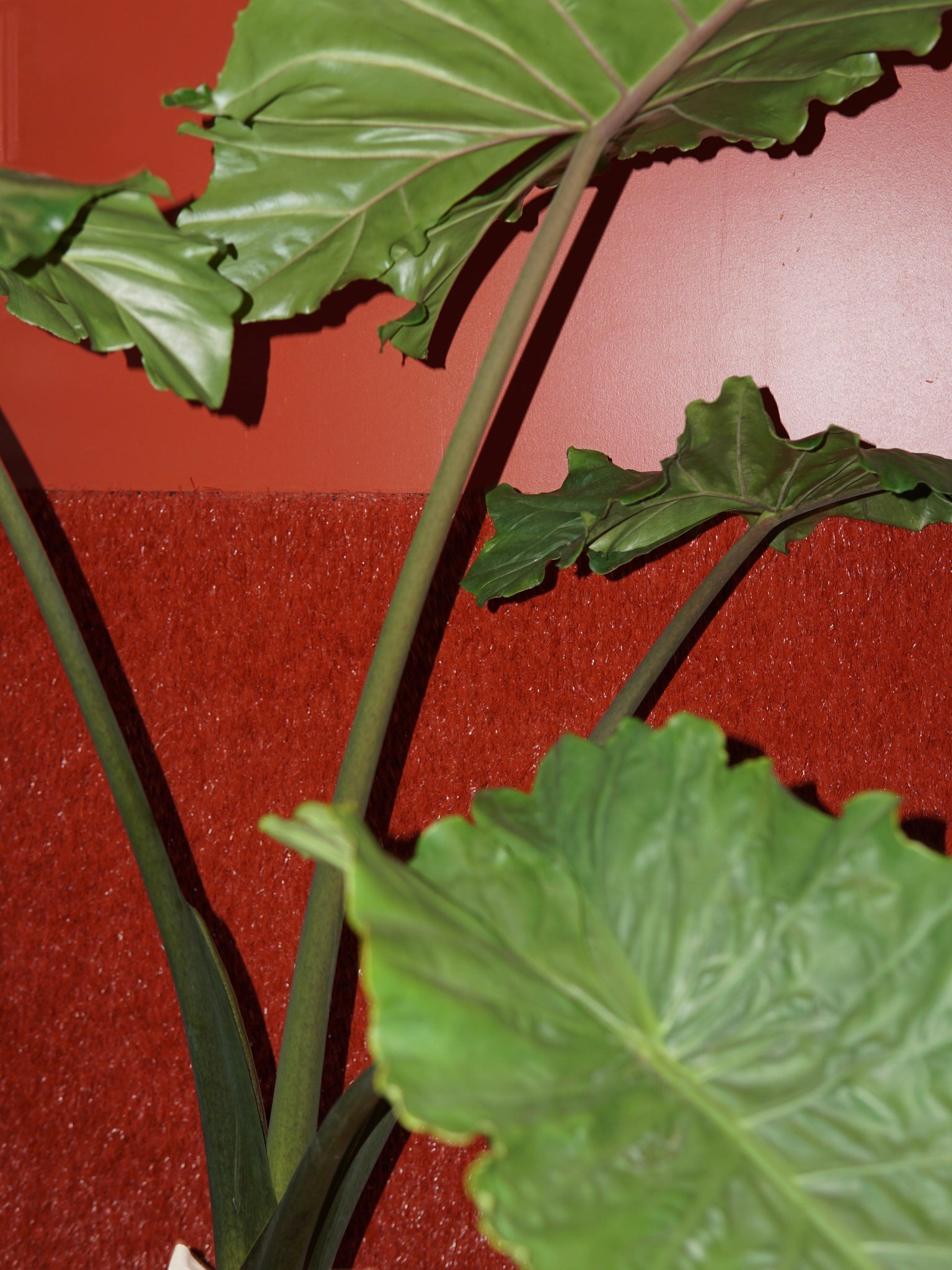 La Bomba Floristry Alocasia Potted La Bomba Floristry Vancouver Canada Alocasia Potted