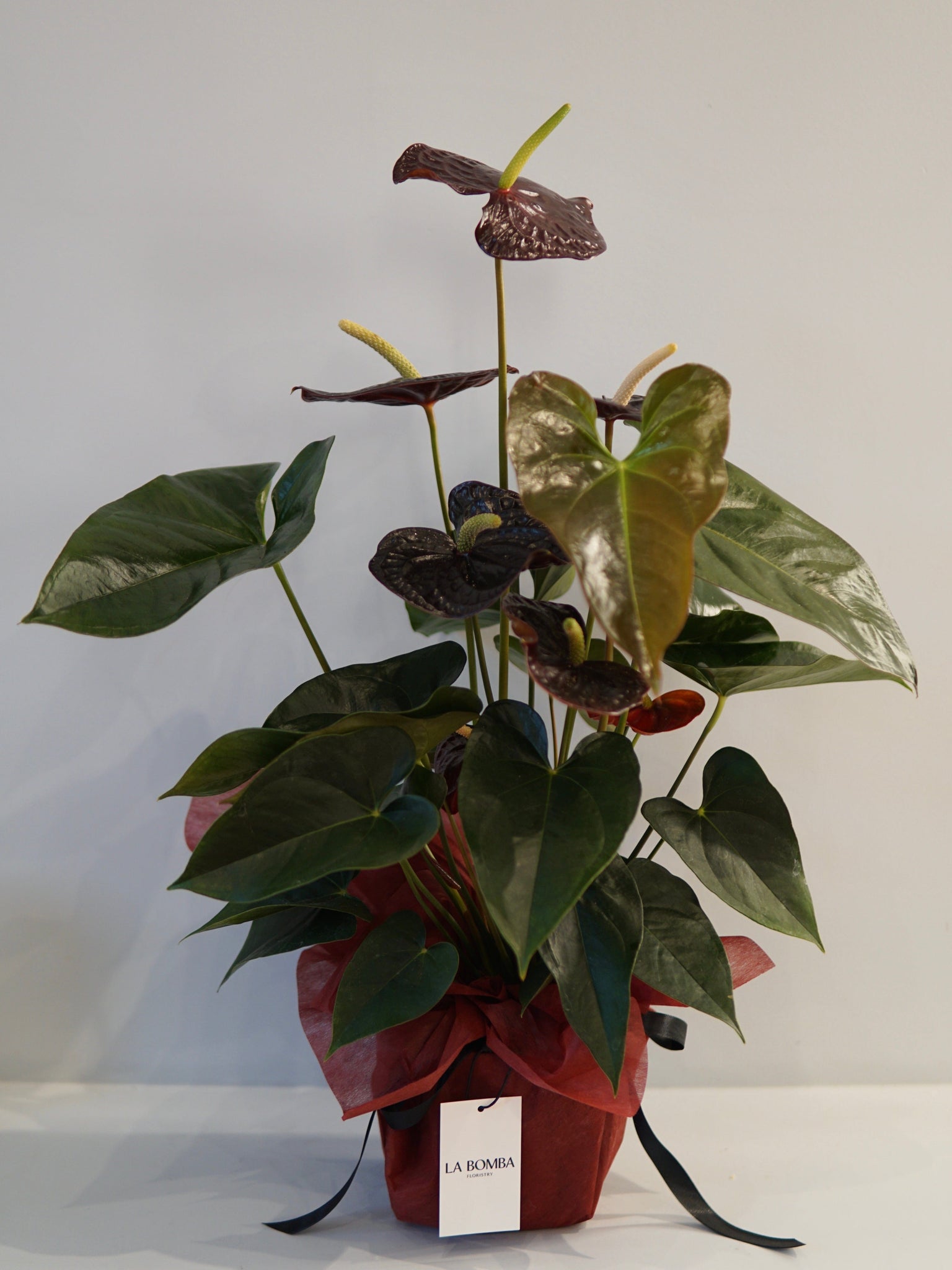 La Bomba Floristry Anthurium Potted (Burgundy) La Bomba Floristry Vancouver Canada Anthurium Potted (Burgundy)