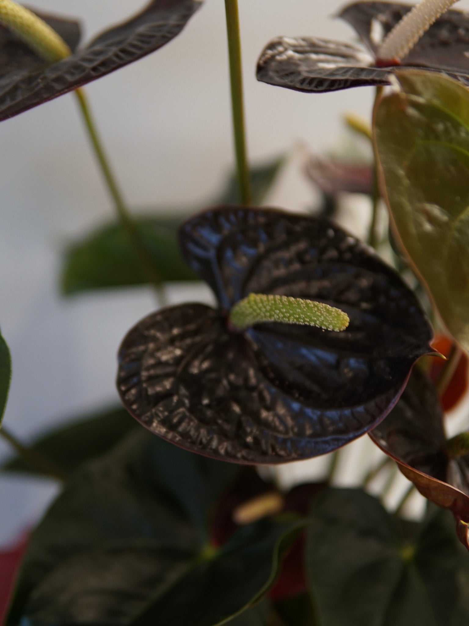 La Bomba Floristry Anthurium Potted (Burgundy) La Bomba Floristry Vancouver Canada Anthurium Potted (Burgundy)