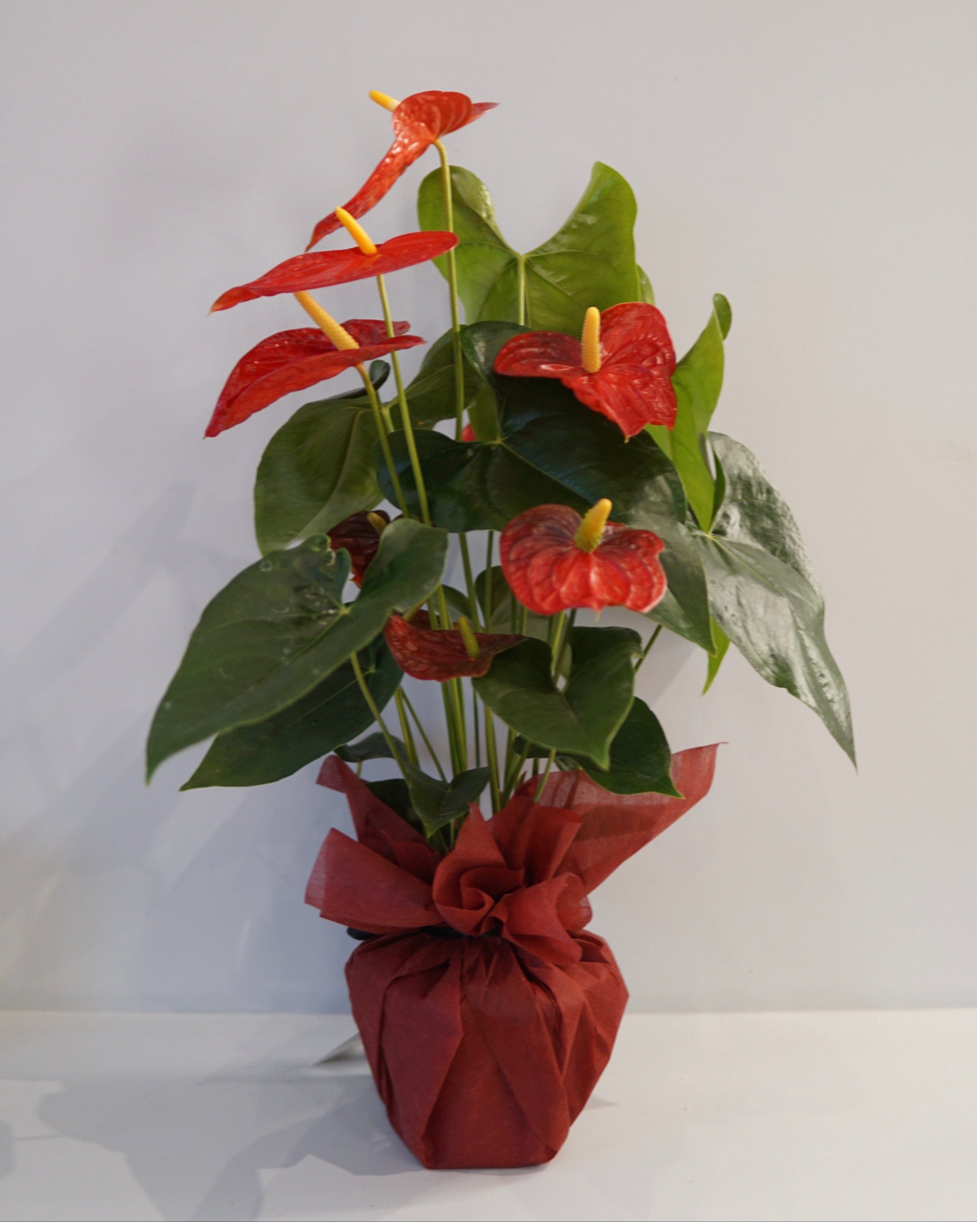 La Bomba Floristry Anthurium Potted (Red) La Bomba Floristry Vancouver Canada Anthurium Potted (Red)