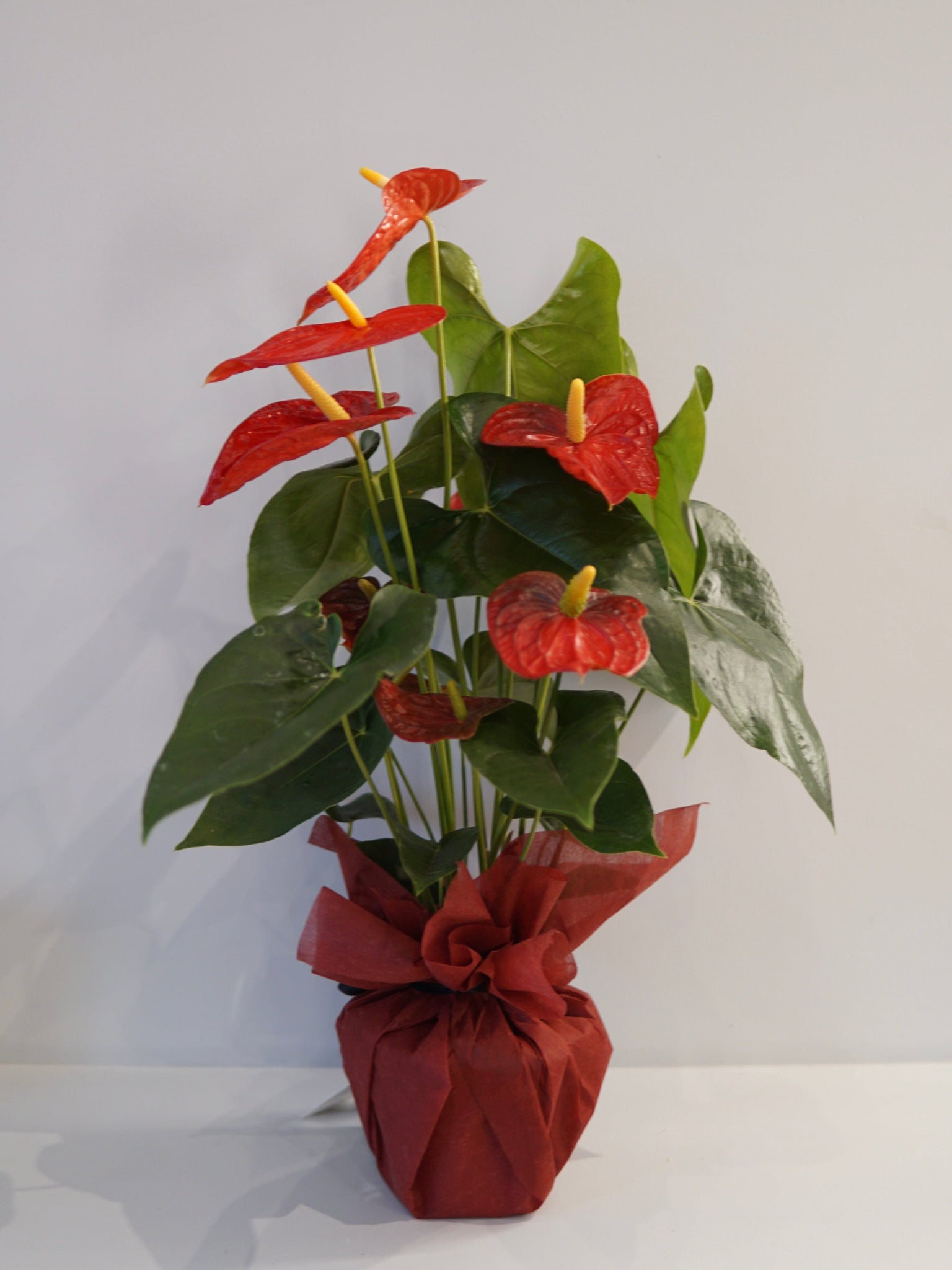 La Bomba Floristry Anthurium Potted (Red) La Bomba Floristry Vancouver Canada Anthurium Potted (Red)