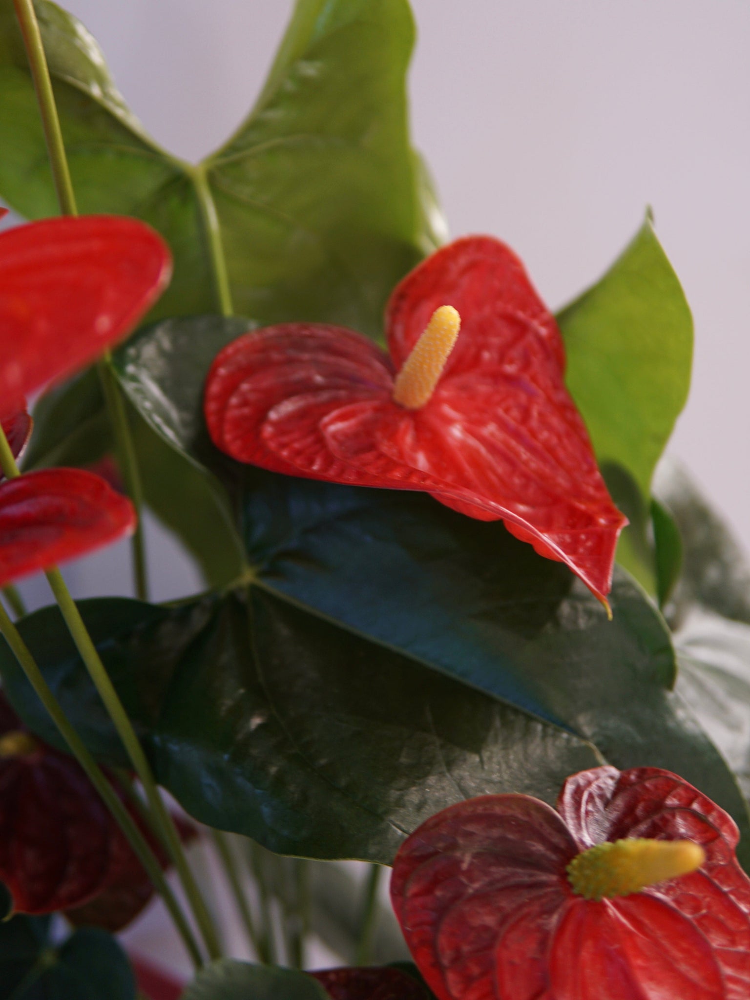 La Bomba Floristry Anthurium Potted (Red) La Bomba Floristry Vancouver Canada Anthurium Potted (Red)