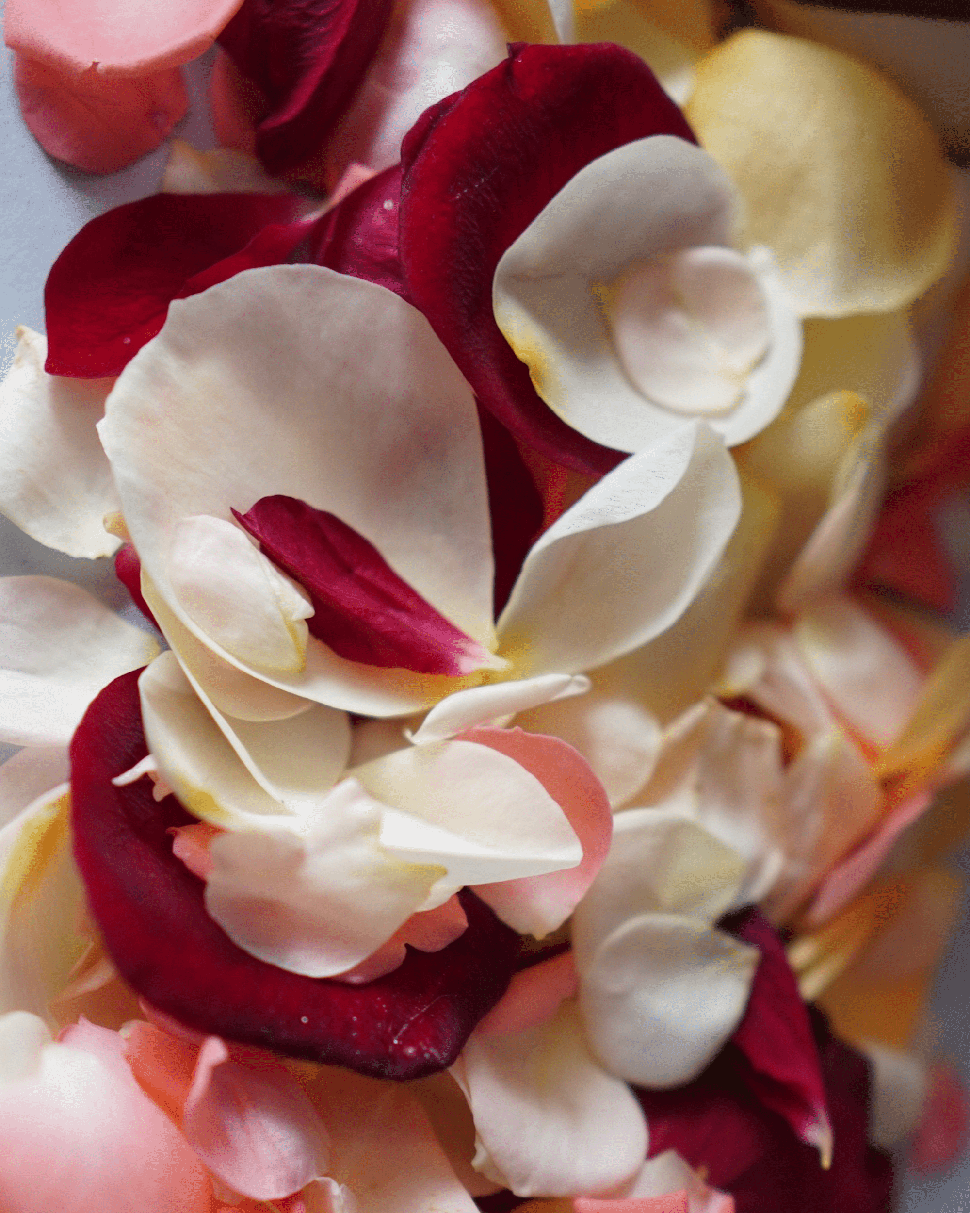 La Bomba Floristry Arrangements Box of Rose Petals La Bomba Floristry Vancouver Canada Box of Rose Petals