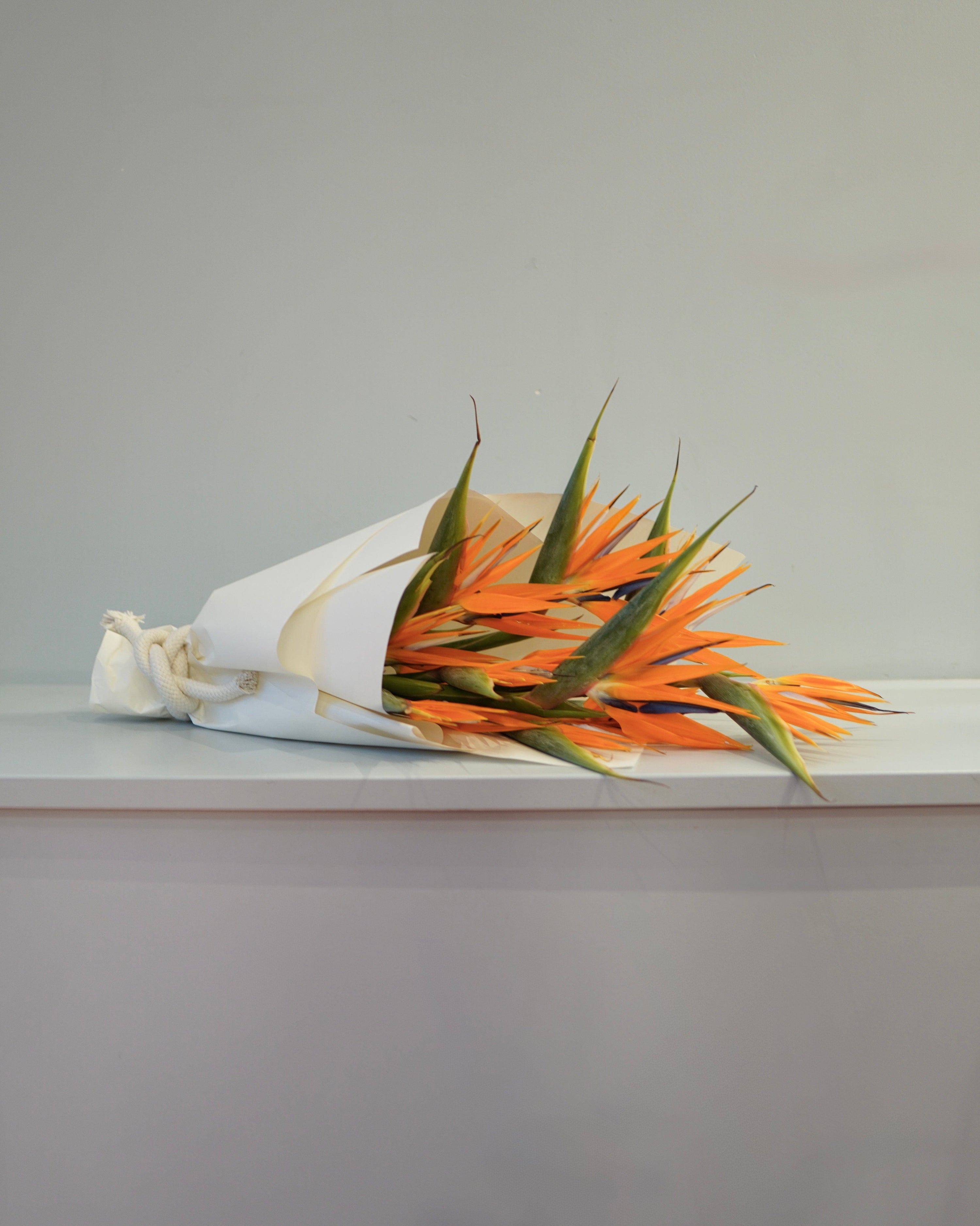 La Bomba Floristry Arrangements Signature Wrap / 10 Stems SINGLE SPECIES — Bird of Paradise La Bomba Floristry Vancouver Canada SINGLE SPECIES — Bird of Paradise