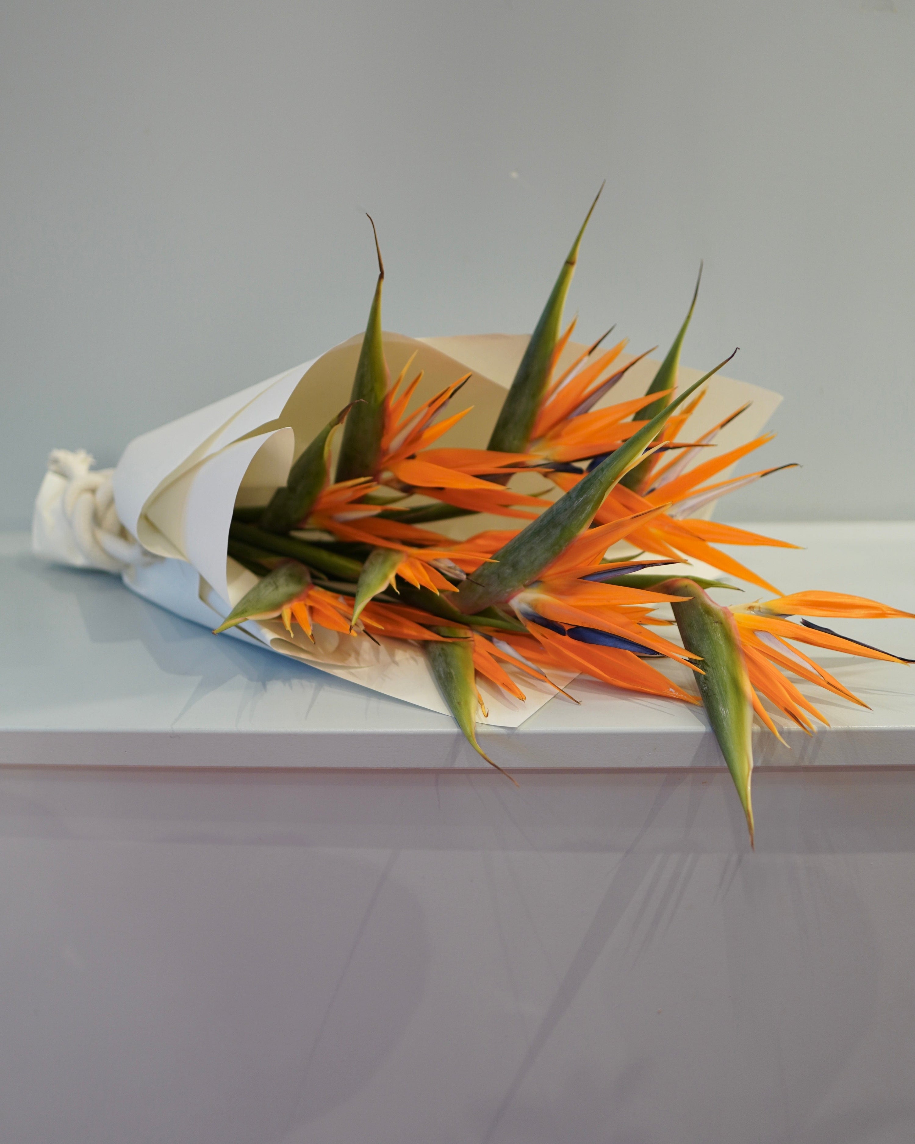 La Bomba Floristry Arrangements SINGLE SPECIES — Bird of Paradise La Bomba Floristry Vancouver Canada SINGLE SPECIES — Bird of Paradise