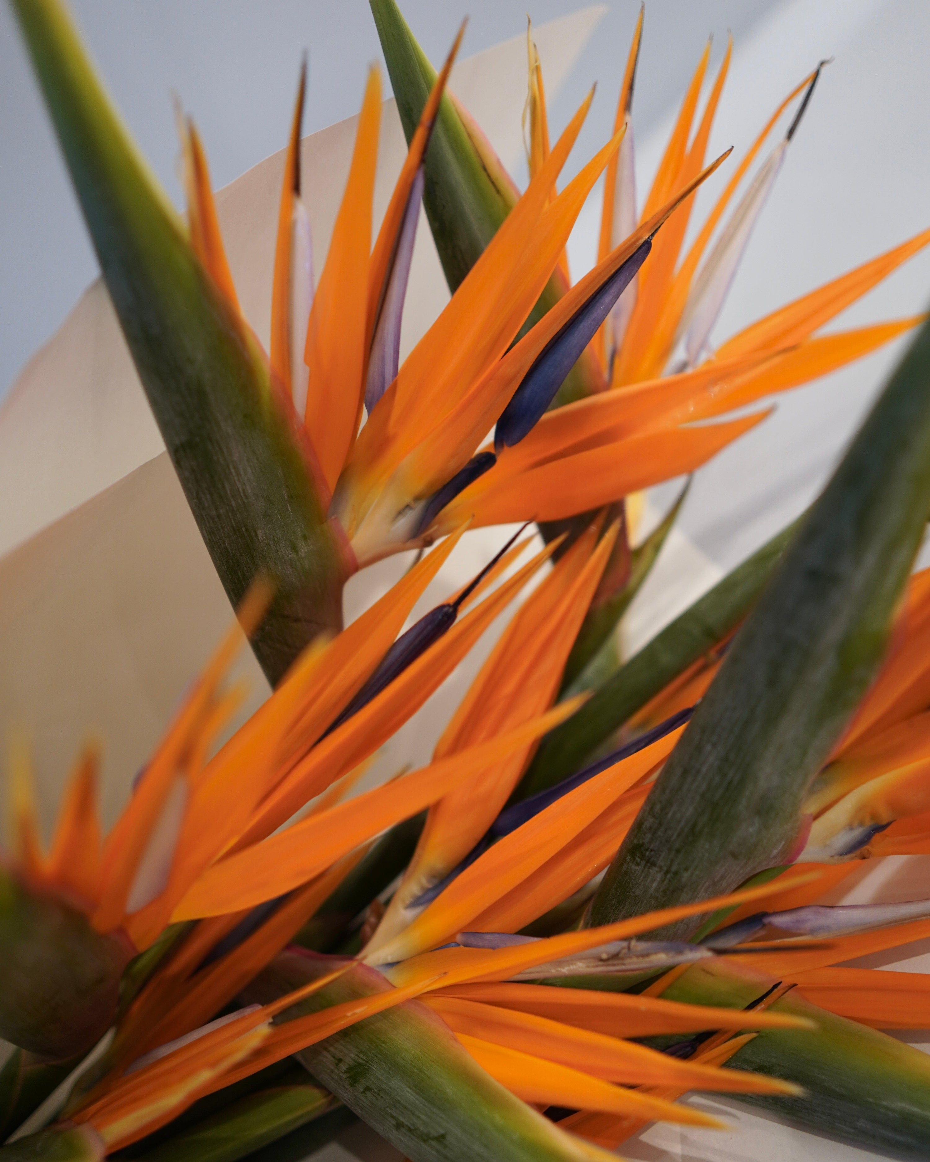 La Bomba Floristry Arrangements SINGLE SPECIES — Bird of Paradise La Bomba Floristry Vancouver Canada SINGLE SPECIES — Bird of Paradise