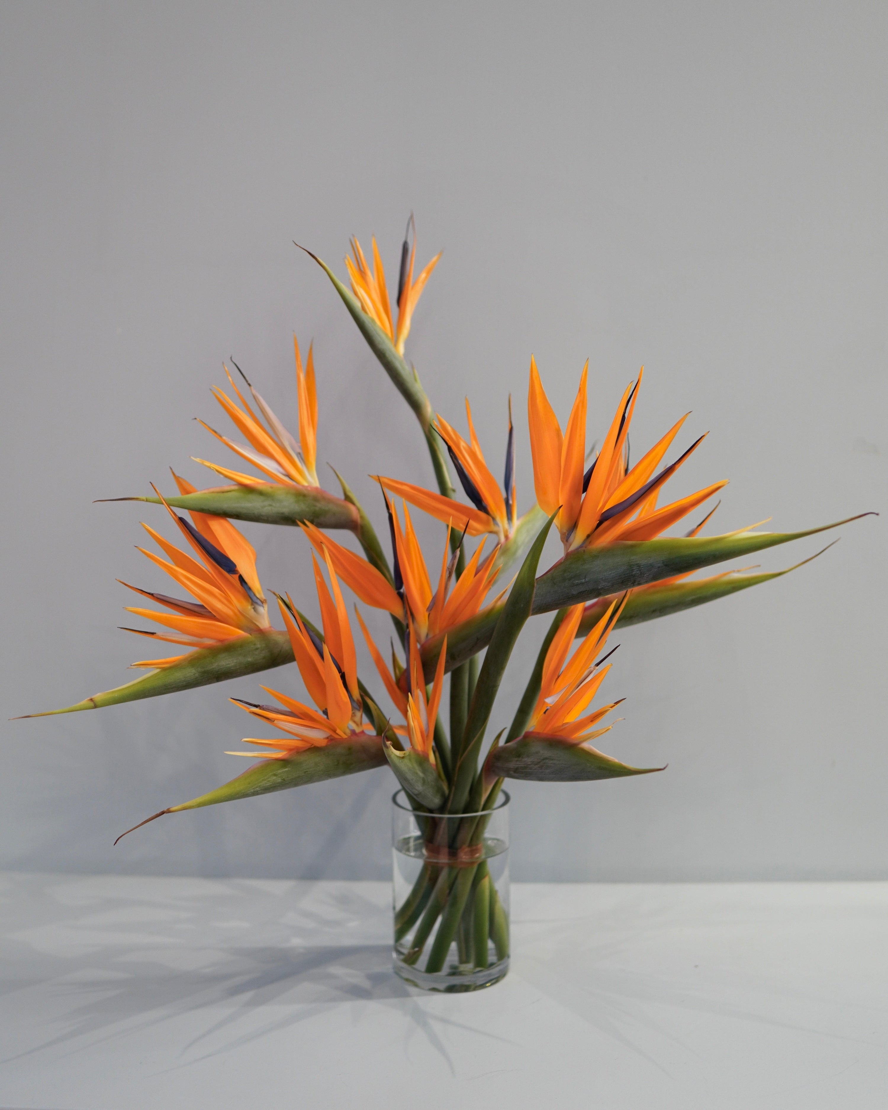 La Bomba Floristry Arrangements Vase / 10 Stems SINGLE SPECIES — Bird of Paradise La Bomba Floristry Vancouver Canada SINGLE SPECIES — Bird of Paradise