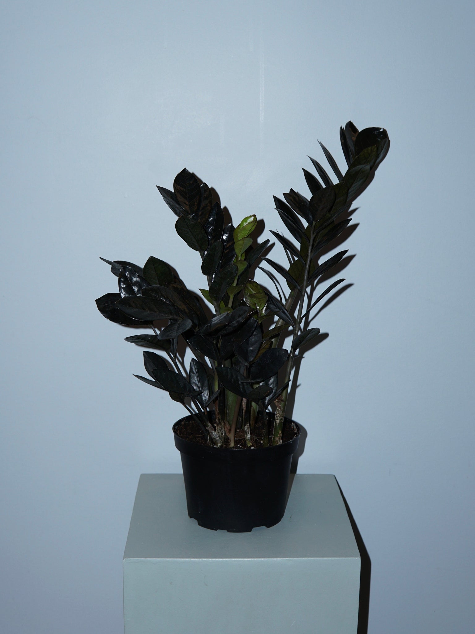 La Bomba Floristry B Zamioculcas - Potted La Bomba Floristry Vancouver Canada