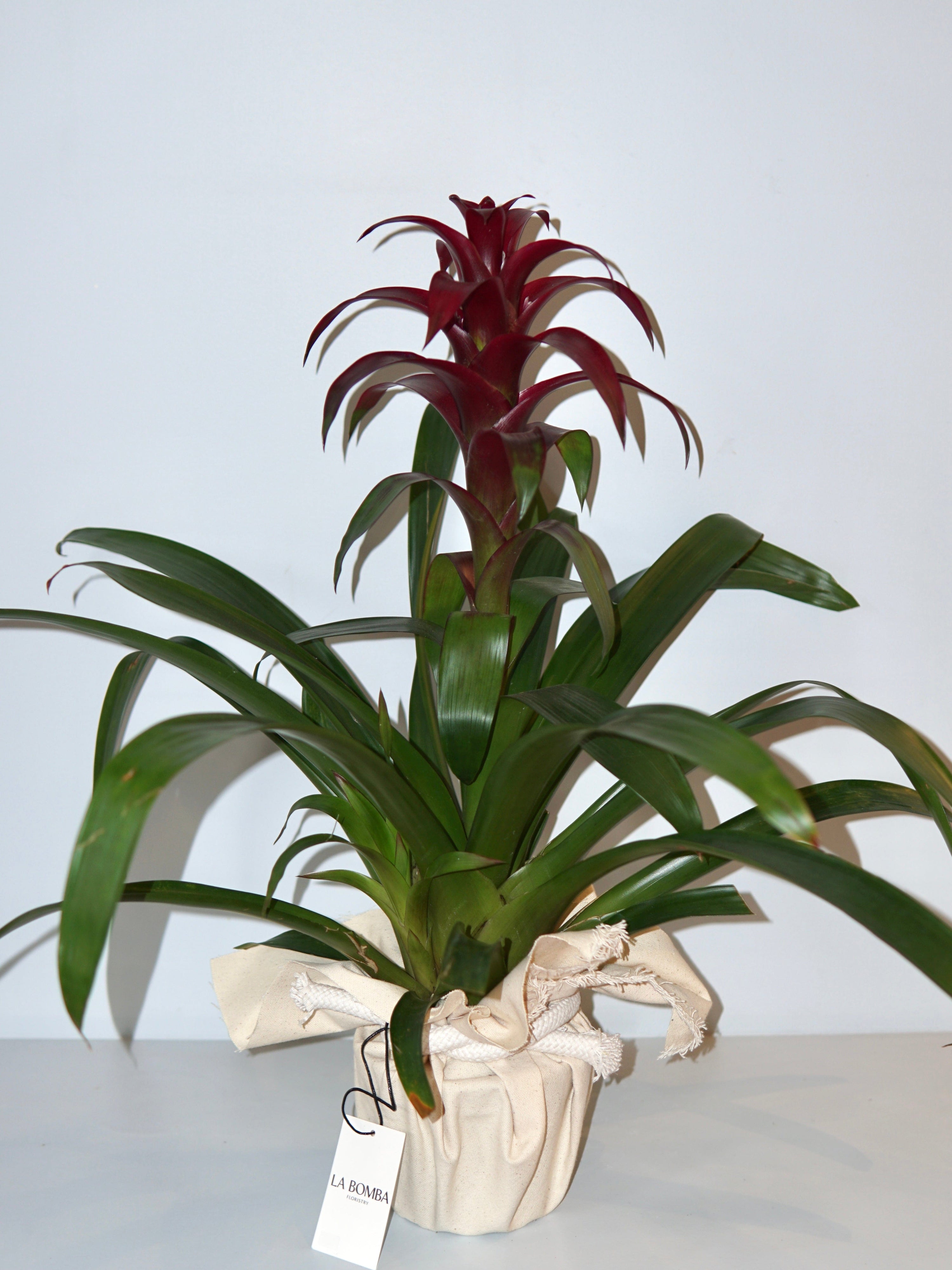 La Bomba Floristry Bromeliad Potted (Burgundy) La Bomba Floristry Vancouver Canada Bromeliad Potted (Burgundy)