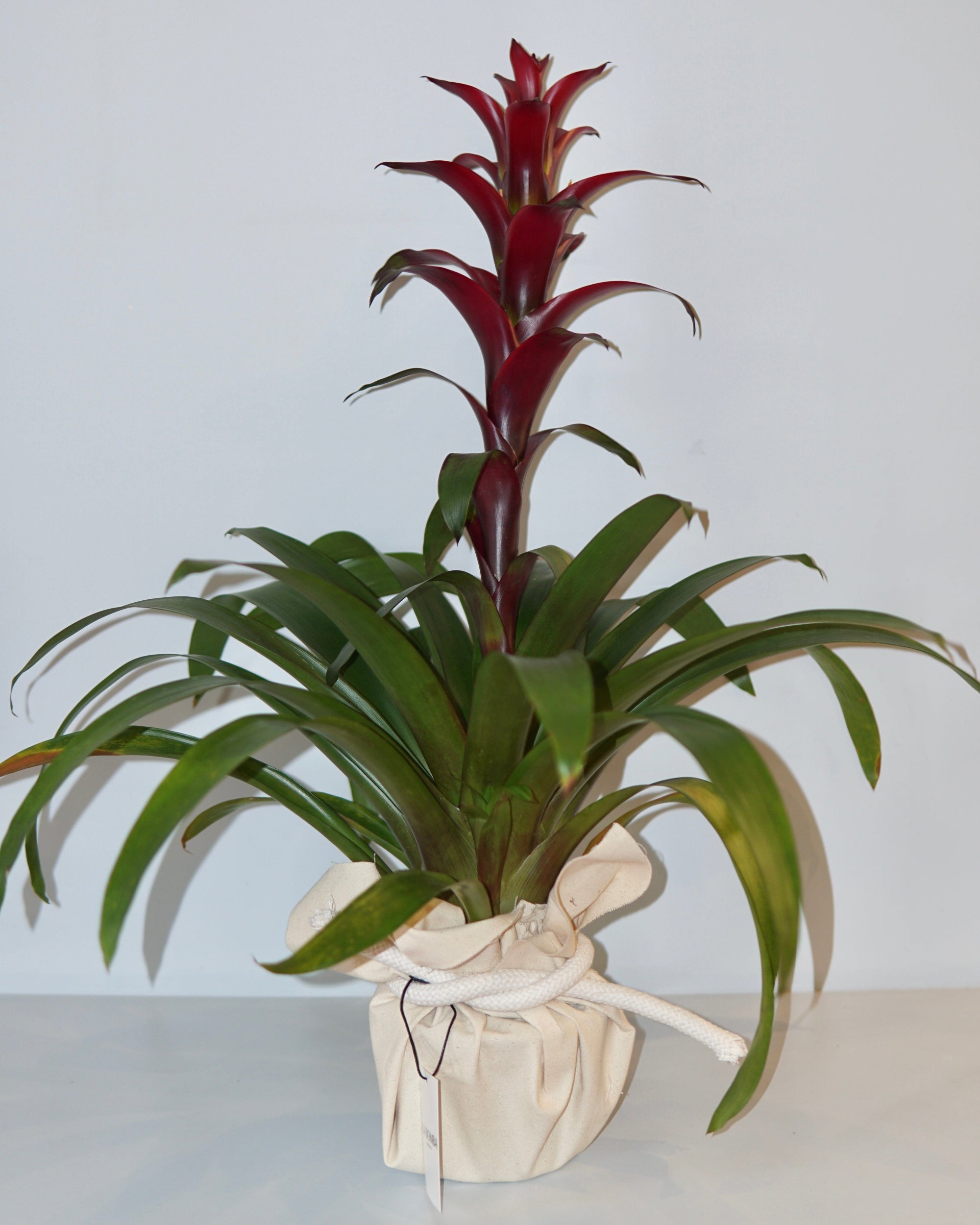 La Bomba Floristry Bromeliad Potted (Burgundy) La Bomba Floristry Vancouver Canada Bromeliad Potted (Burgundy)