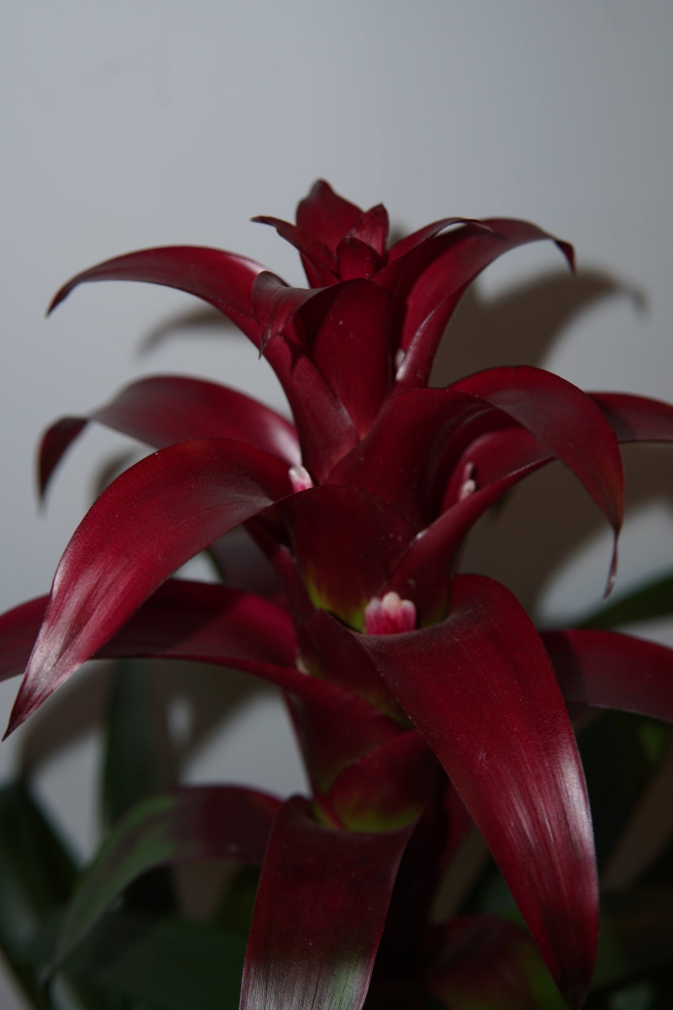 La Bomba Floristry Bromeliad Potted (Burgundy) La Bomba Floristry Vancouver Canada Bromeliad Potted (Burgundy)