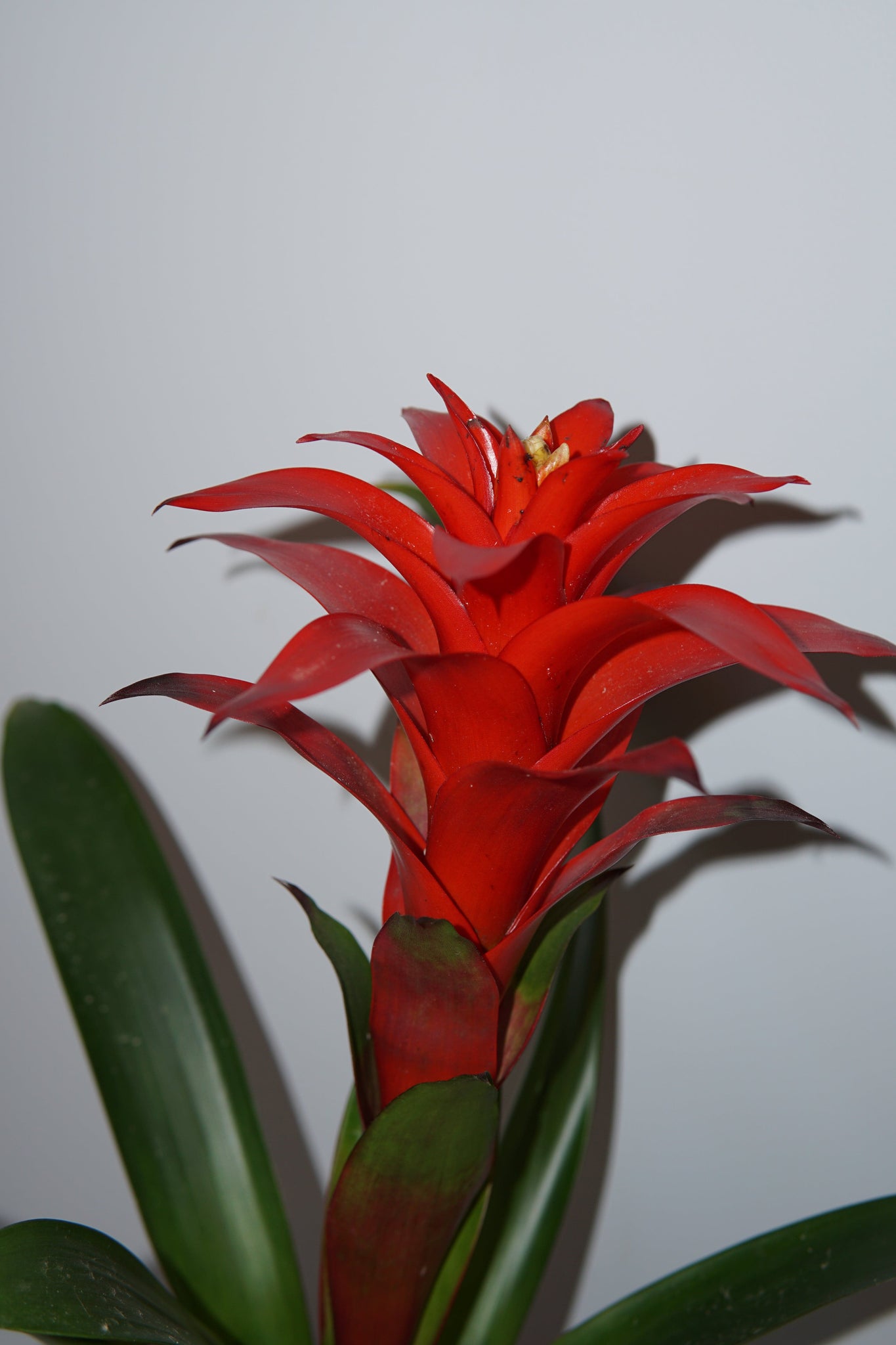 La Bomba Floristry Bromeliad Potted (Red) La Bomba Floristry Vancouver Canada Bromeliad Potted (Red)