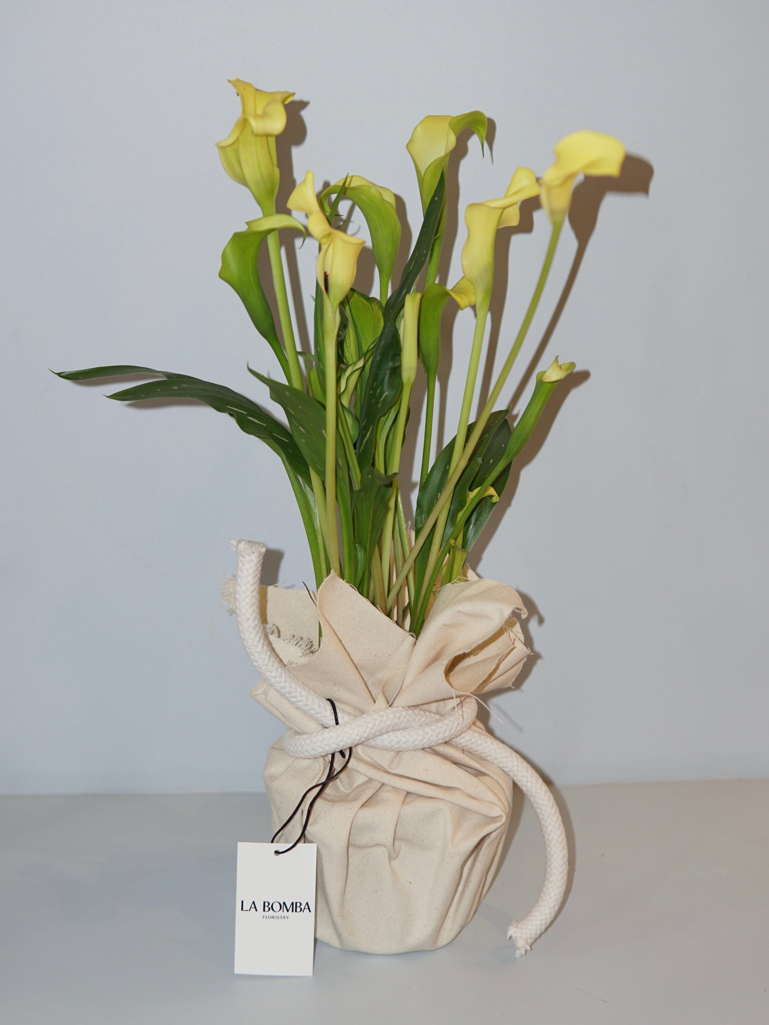 La Bomba Floristry Calla Lily Potted (Yellow) La Bomba Floristry Vancouver Canada Calla Lily Potted (Yellow)