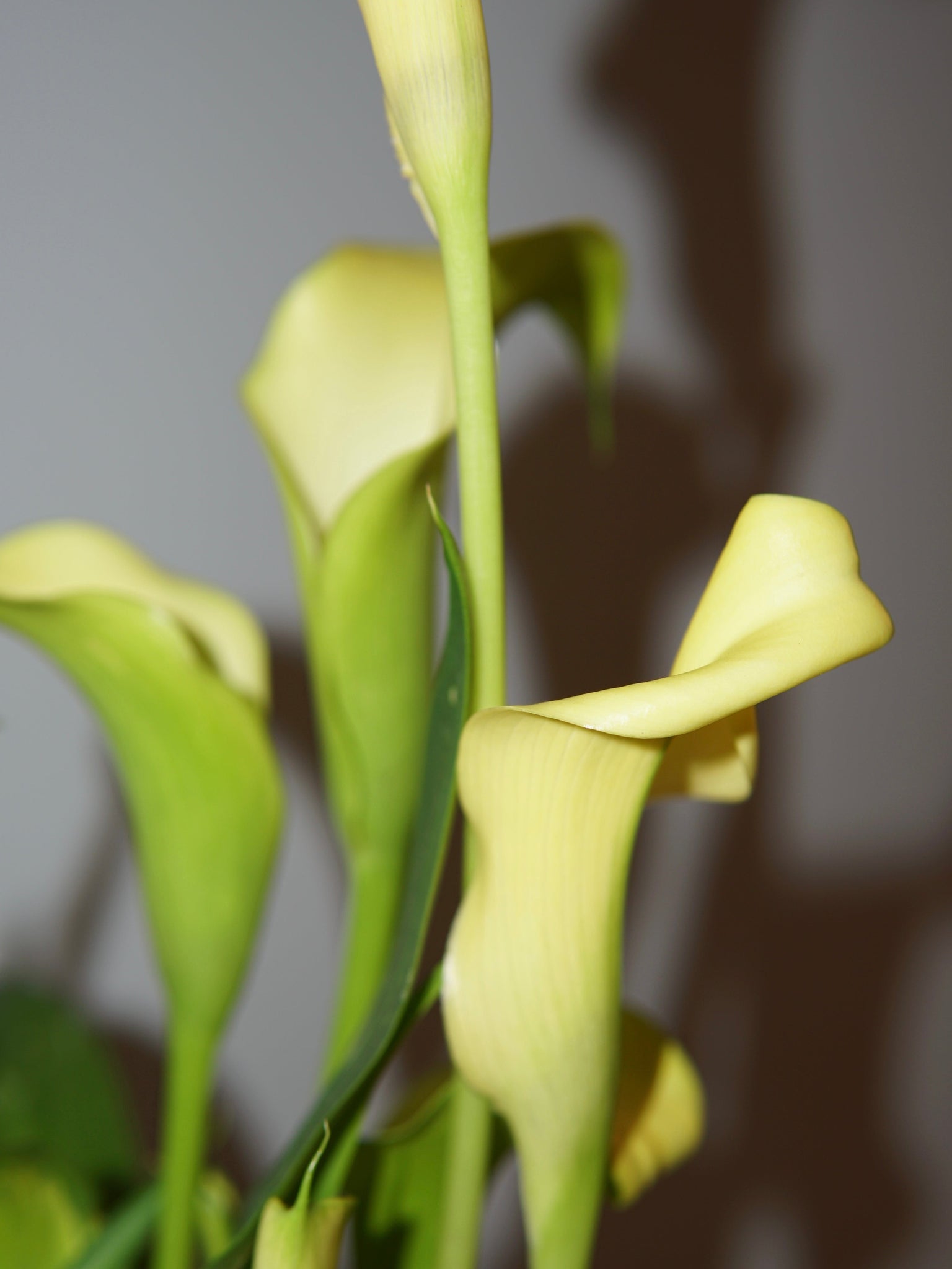 La Bomba Floristry Calla Lily Potted (Yellow) La Bomba Floristry Vancouver Canada Calla Lily Potted (Yellow)