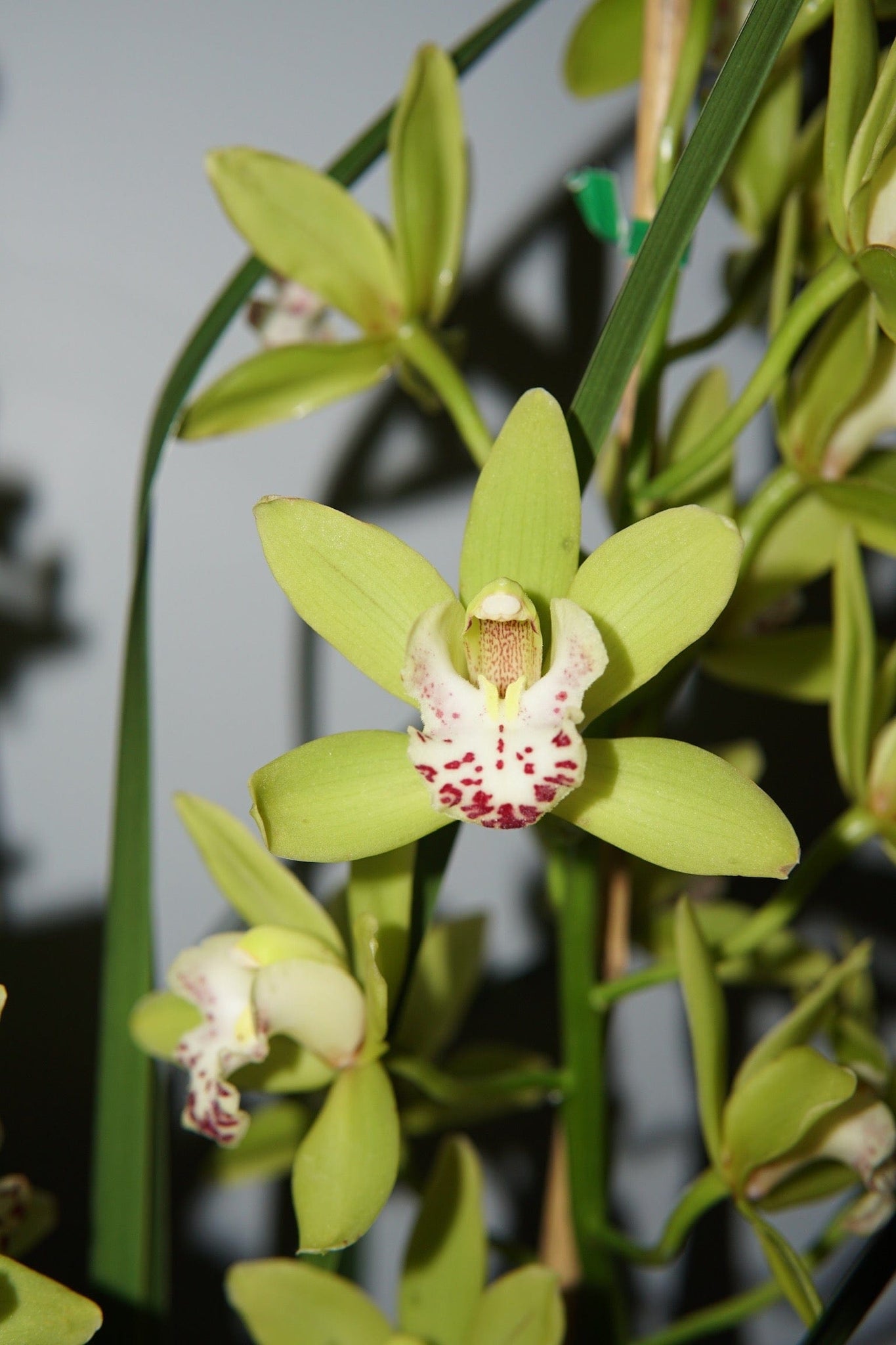 La Bomba Floristry Cymbidium Orchid Potted La Bomba Floristry Vancouver Canada Cymbidium Orchid Potted