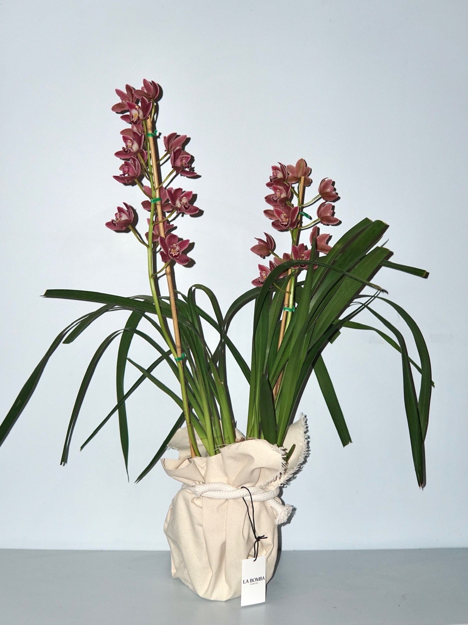 La Bomba Floristry Cymbidium Orchid Potted La Bomba Floristry Vancouver Canada Cymbidium Orchid Potted