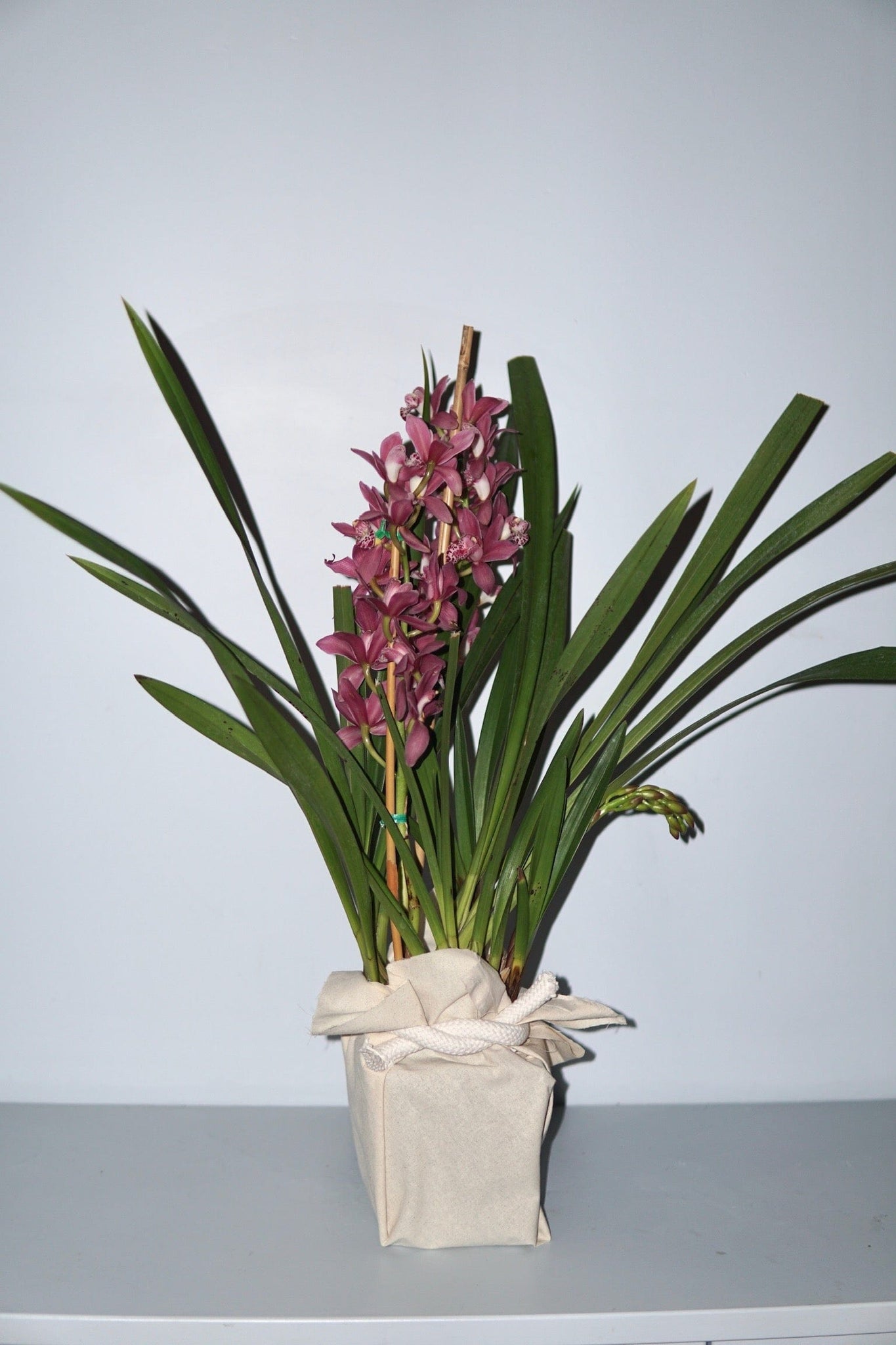 La Bomba Floristry Cymbidium Orchid Potted La Bomba Floristry Vancouver Canada Cymbidium Orchid Potted