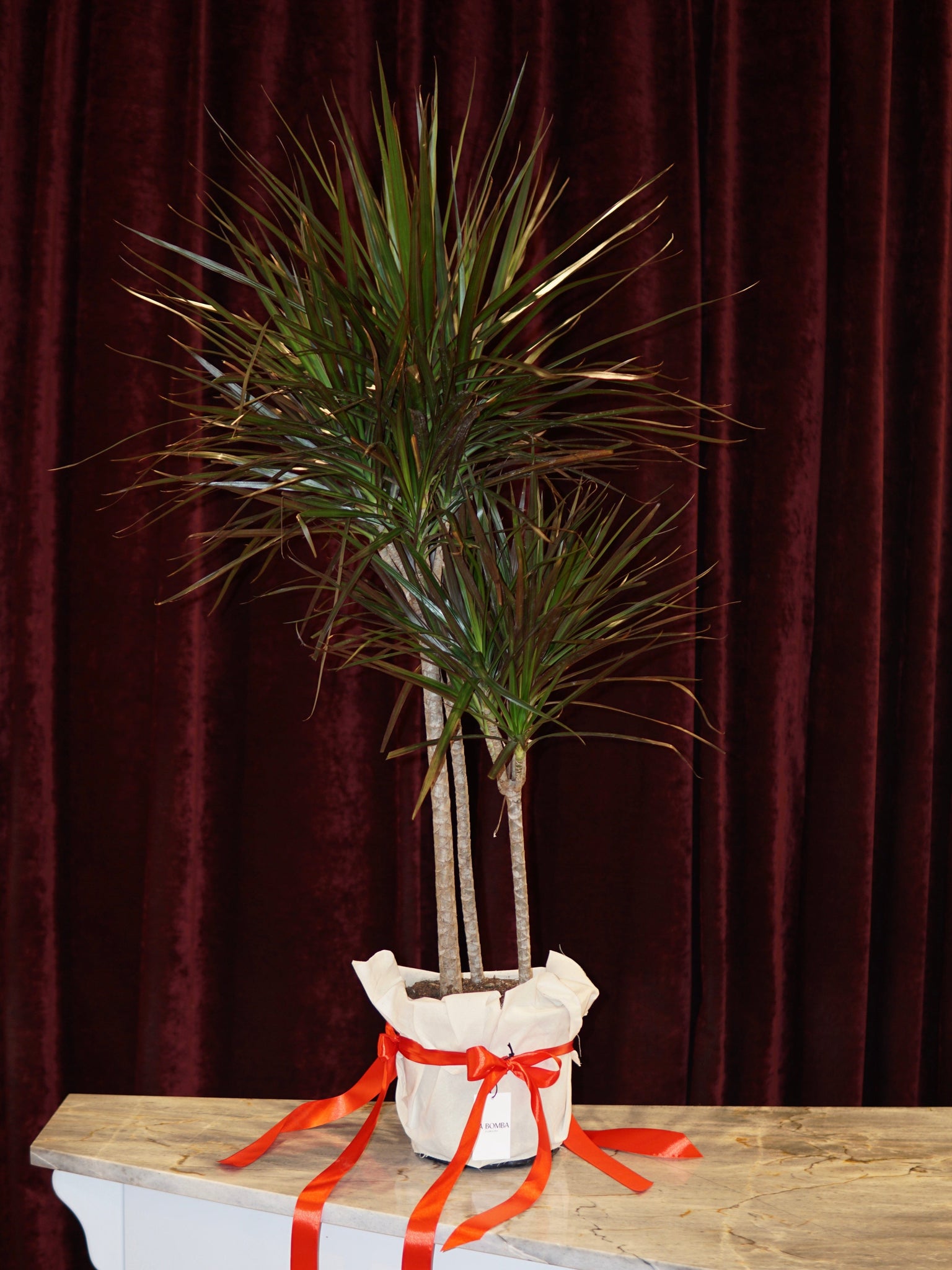 La Bomba Floristry Dracaena Potted Green La Bomba Floristry Vancouver Canada Dracaena Potted Green