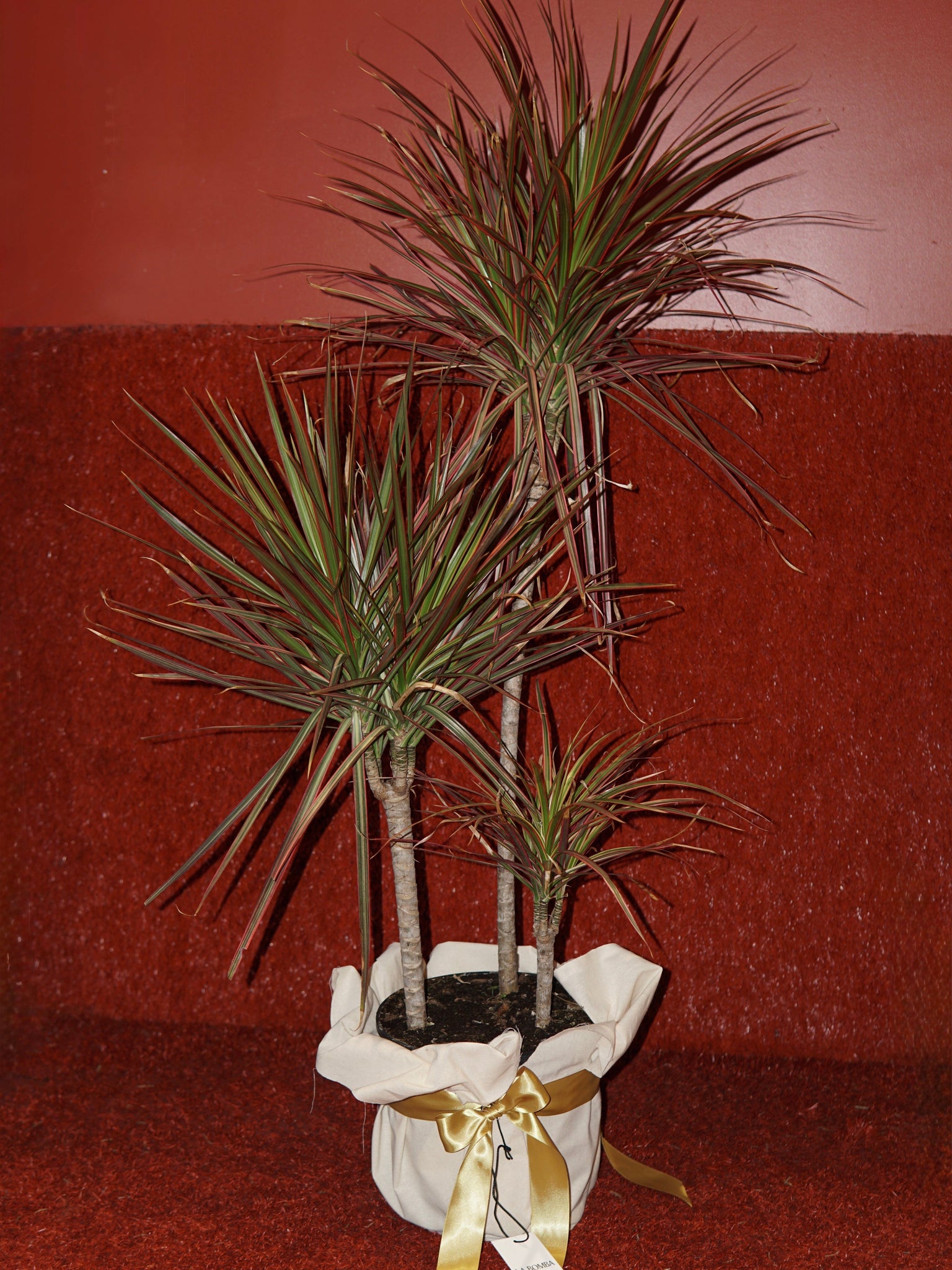 La Bomba Floristry Dracaena Potted Pink La Bomba Floristry Vancouver Canada Dracaena Potted Pink