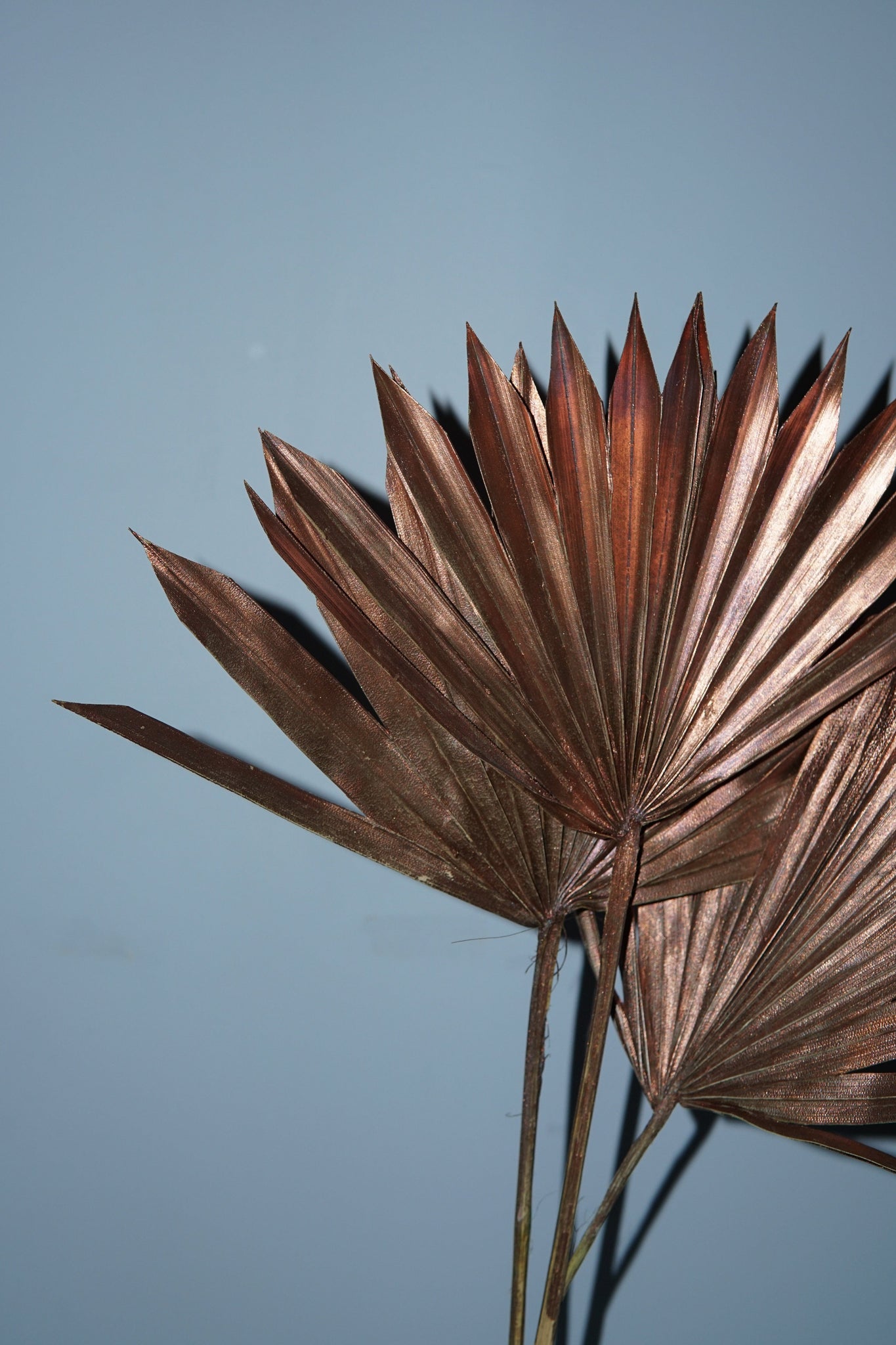 La Bomba Floristry Dried Stems Bronze Sun Palm ( 3 stems ) La Bomba Floristry Vancouver Canada