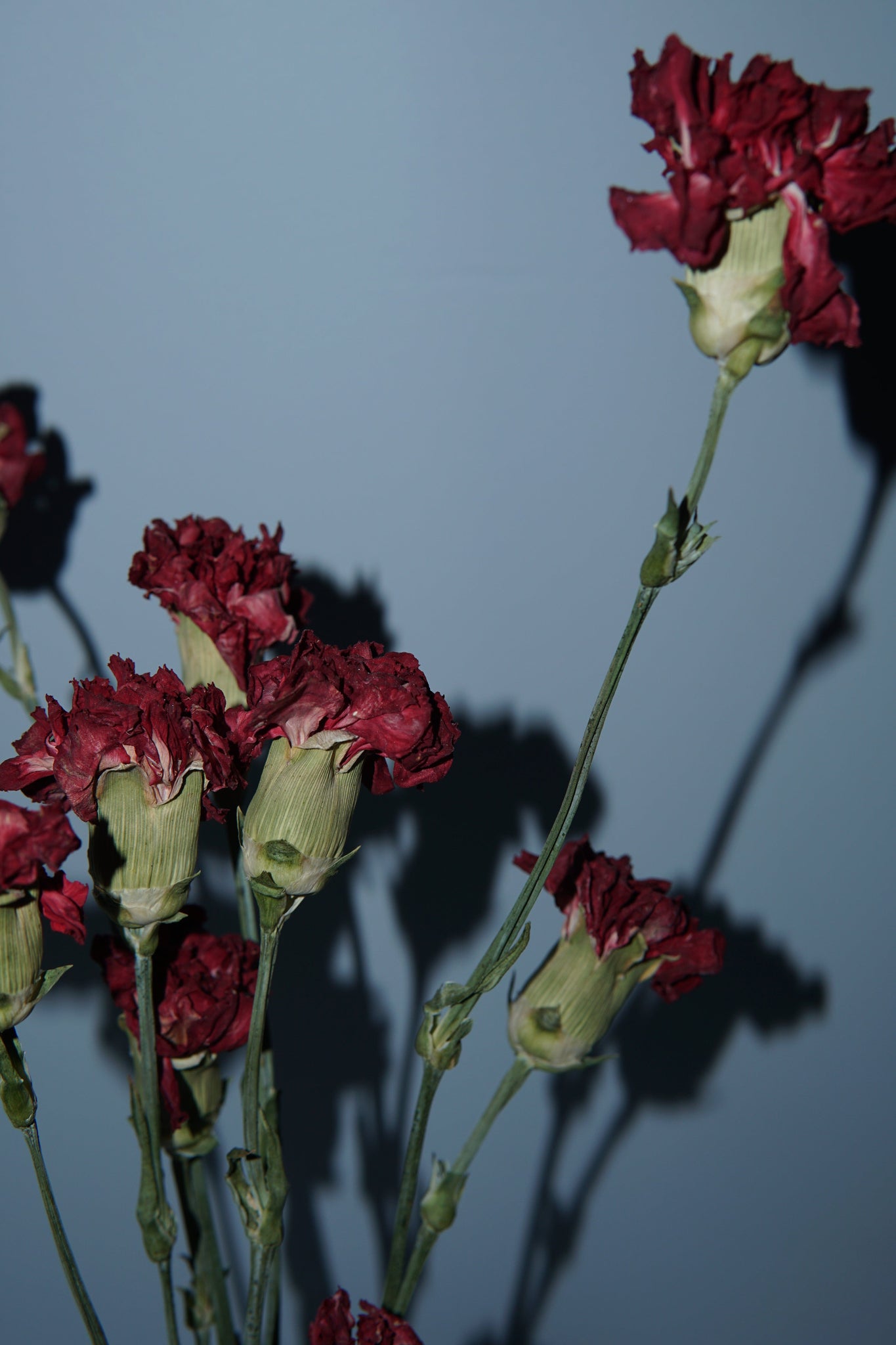 La Bomba Floristry Dried Stems Carnation Red ( 1 bunch ) La Bomba Floristry Vancouver Canada