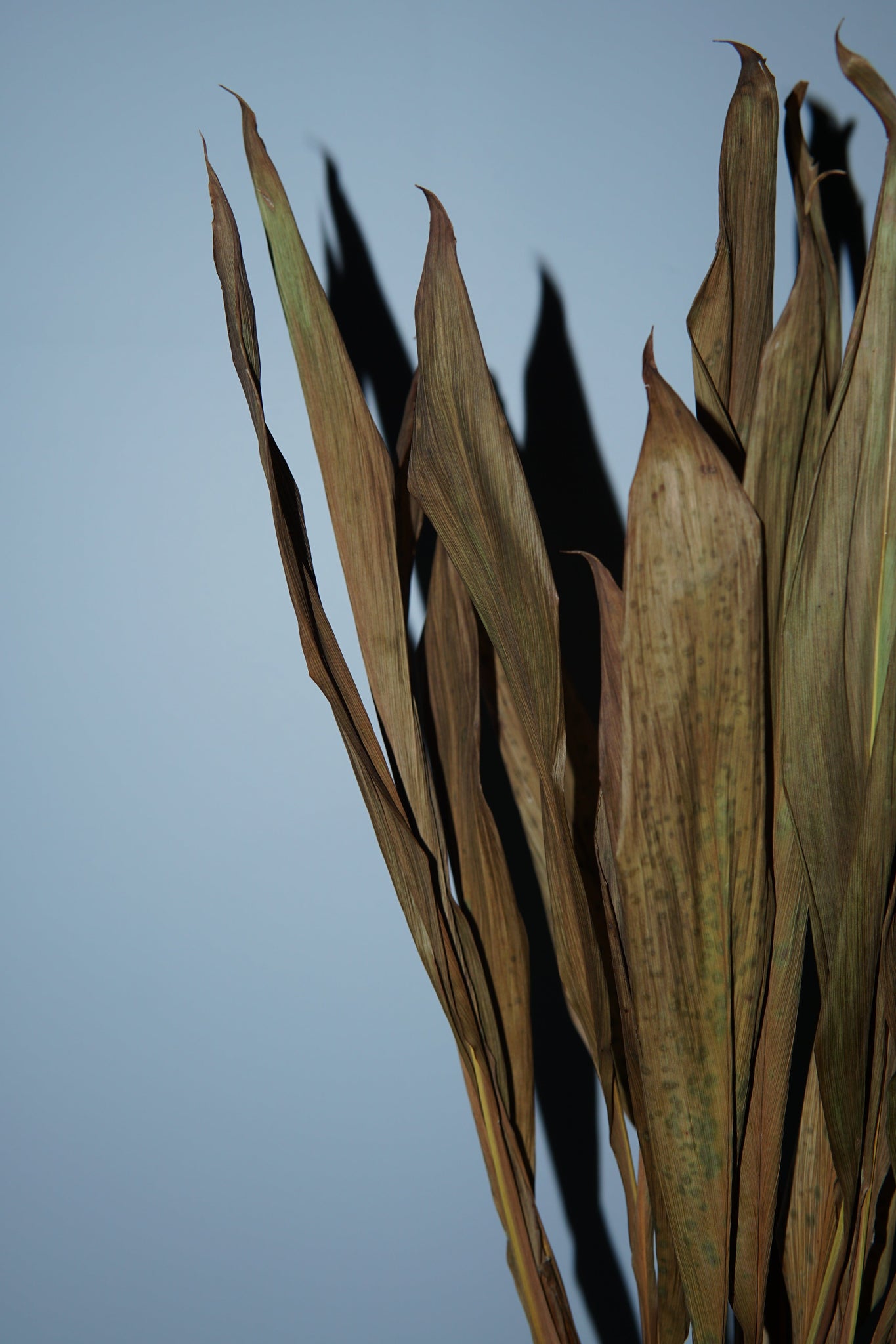 La Bomba Floristry Dried Stems Cordyline ( 3 stems ) La Bomba Floristry Vancouver Canada