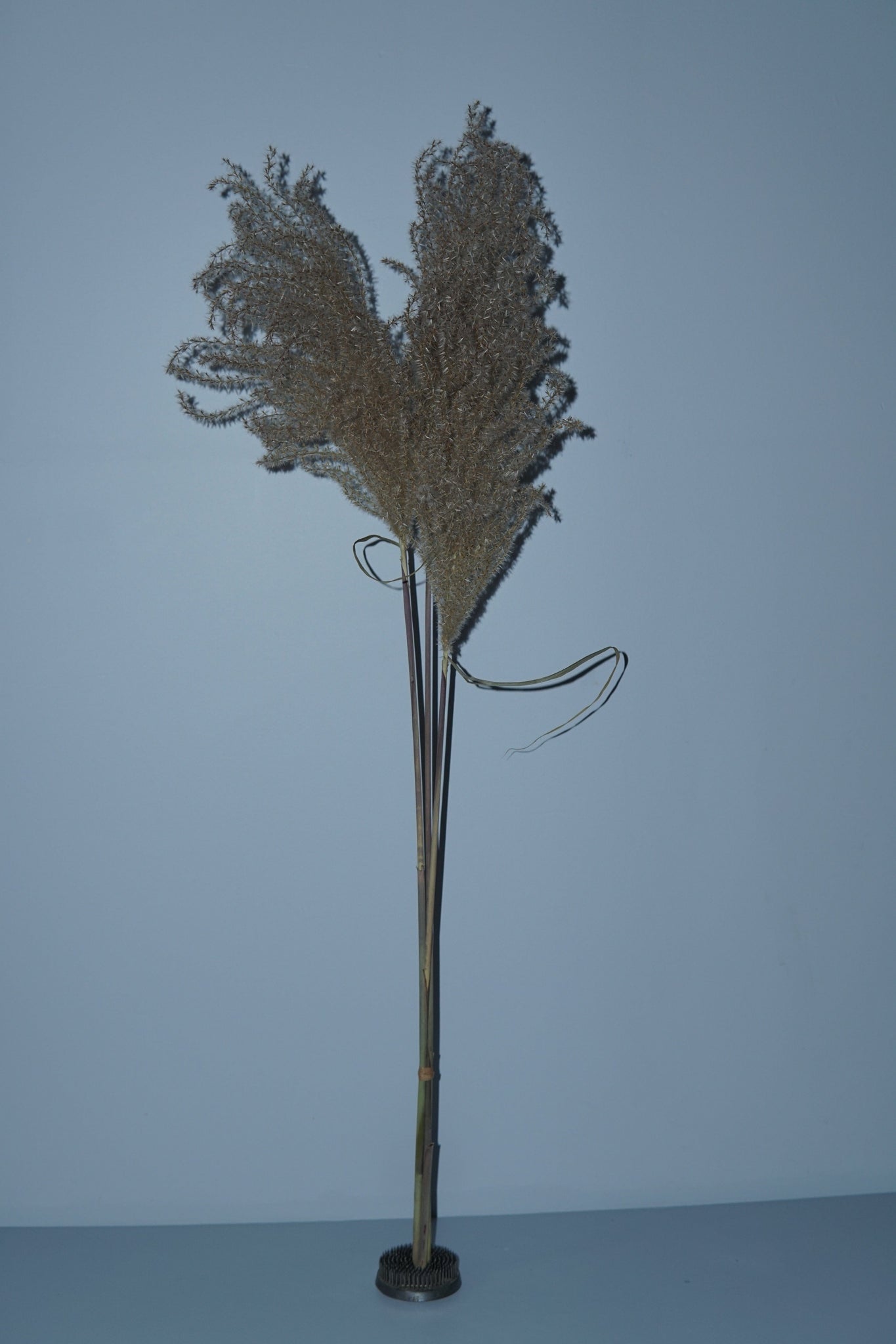 La Bomba Floristry Dried Stems Miscanthus (3 stems ) La Bomba Floristry Vancouver Canada