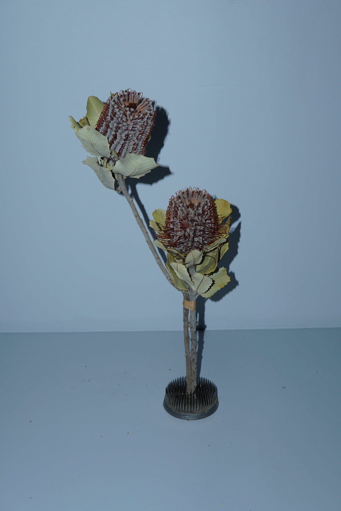 La Bomba Floristry Dried Stems Protea Banksia Coccinea ( 2 stems ) La Bomba Floristry Vancouver Canada