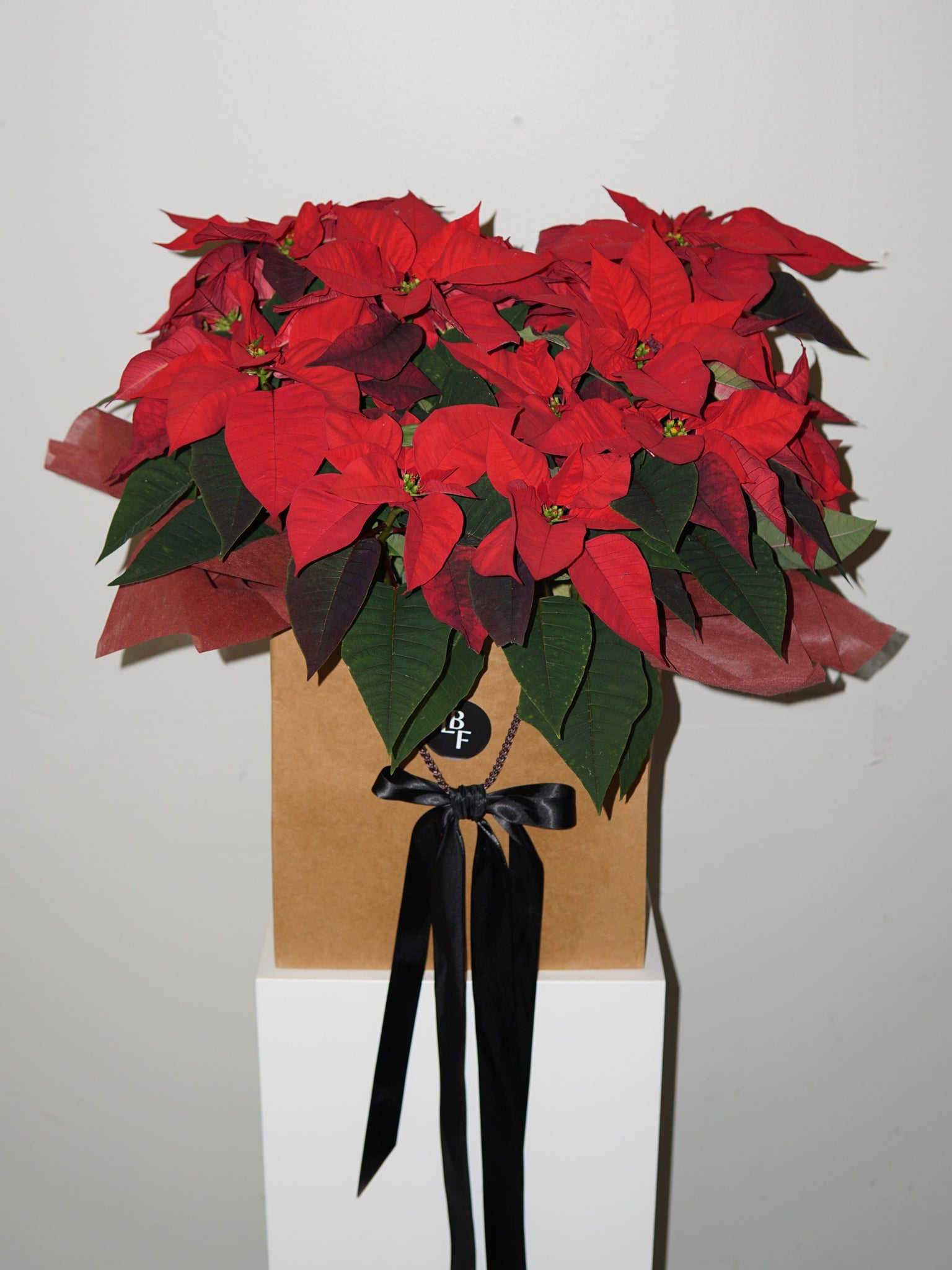 La Bomba Floristry Flowers Grand Poinsettia in Gift Wrap La Bomba Floristry Vancouver Canada Grand Poinsettia in Gift Wrap