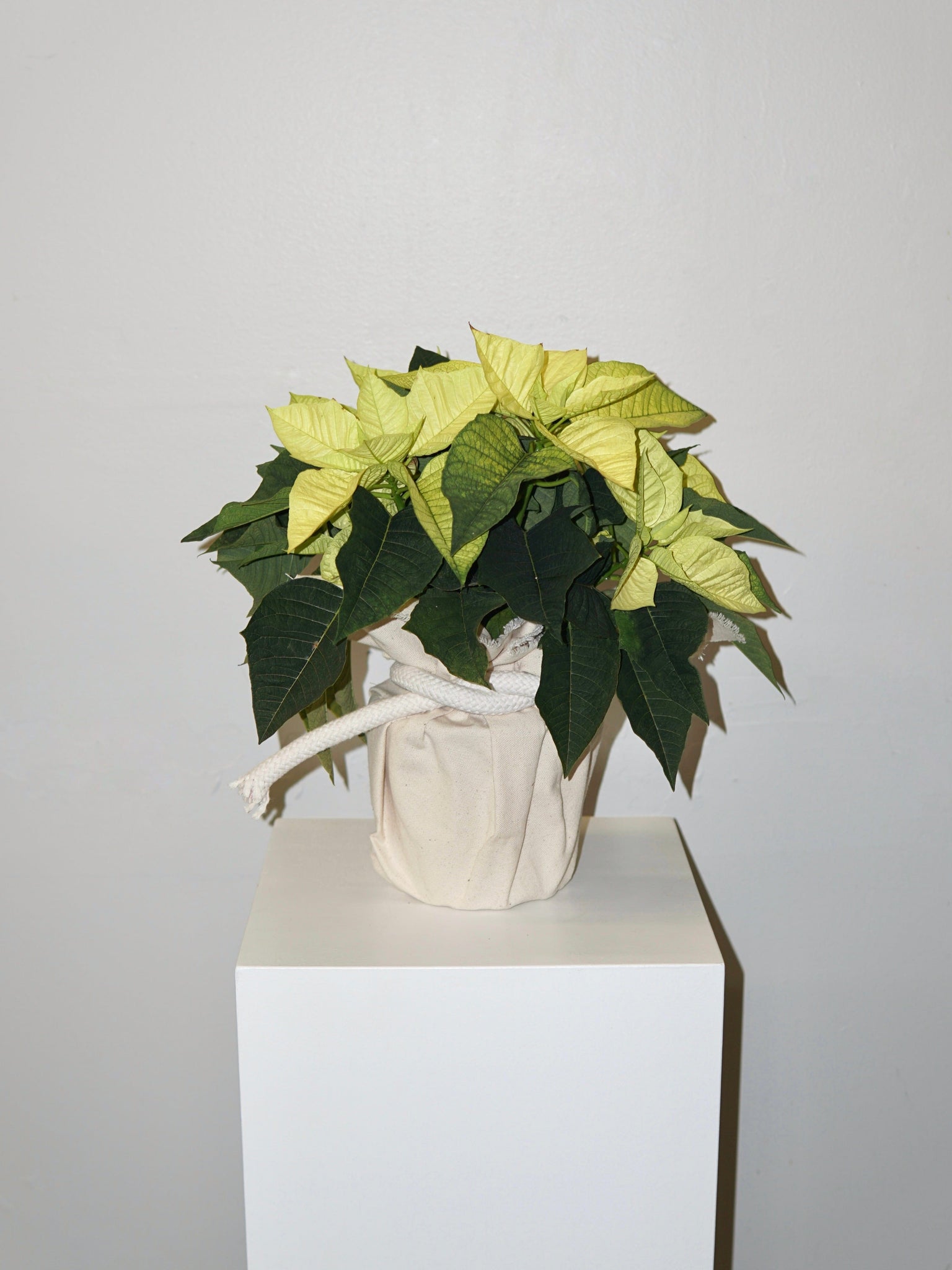 La Bomba Floristry Flowers Petite Poinsettia Delight La Bomba Floristry Vancouver Canada Petite Poinsettia Delight