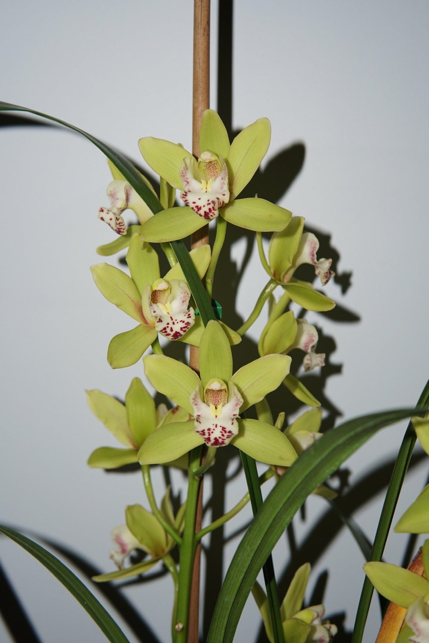 La Bomba Floristry Green Cymbidium Orchid Potted La Bomba Floristry Vancouver Canada Cymbidium Orchid Potted