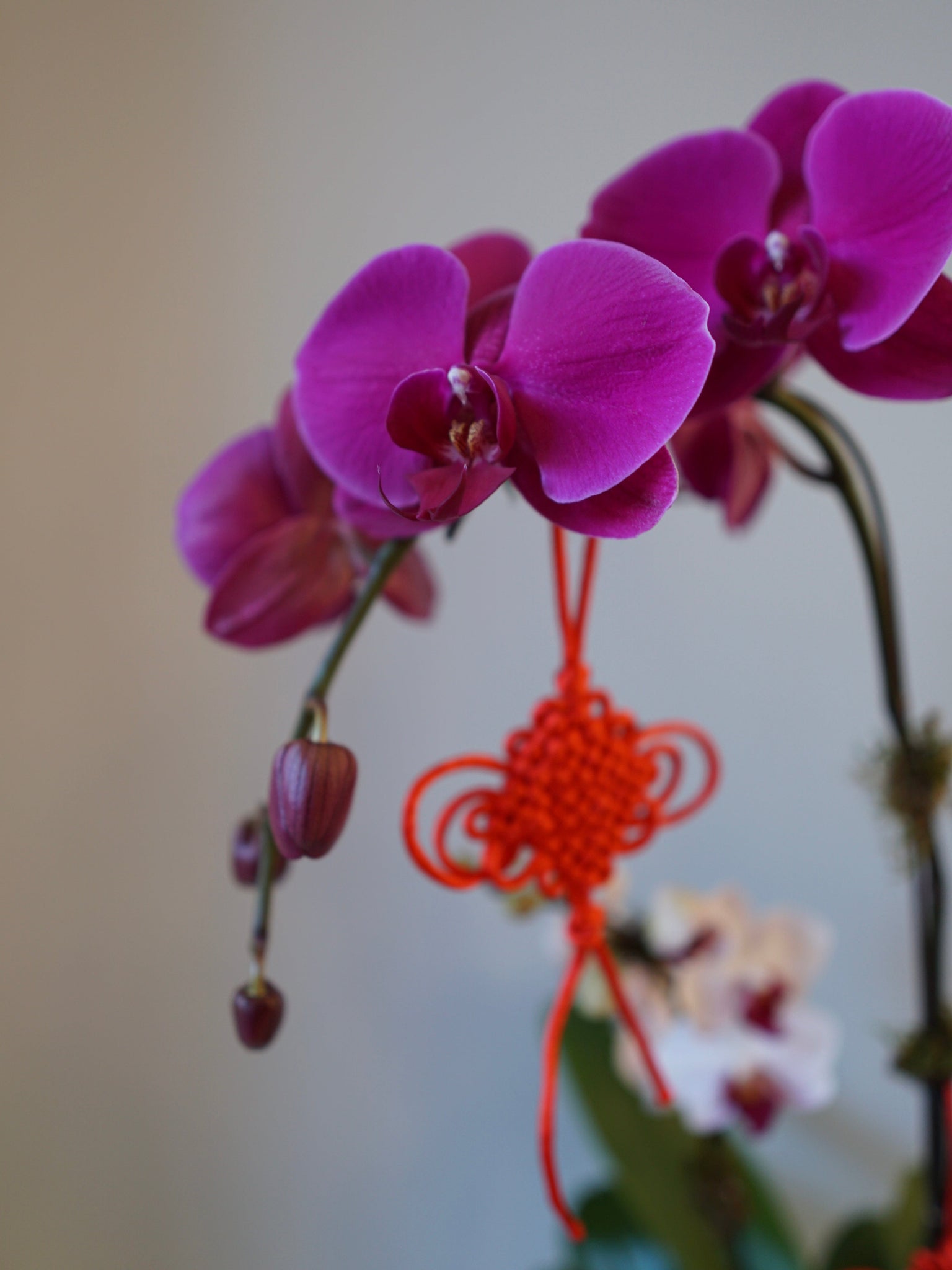 La Bomba Floristry Lunar New Year - Phaleonopsis Orchid in a golden pot La Bomba Floristry Vancouver Canada Lunar New Year - Phaleonopsis Orchid in a golden pot