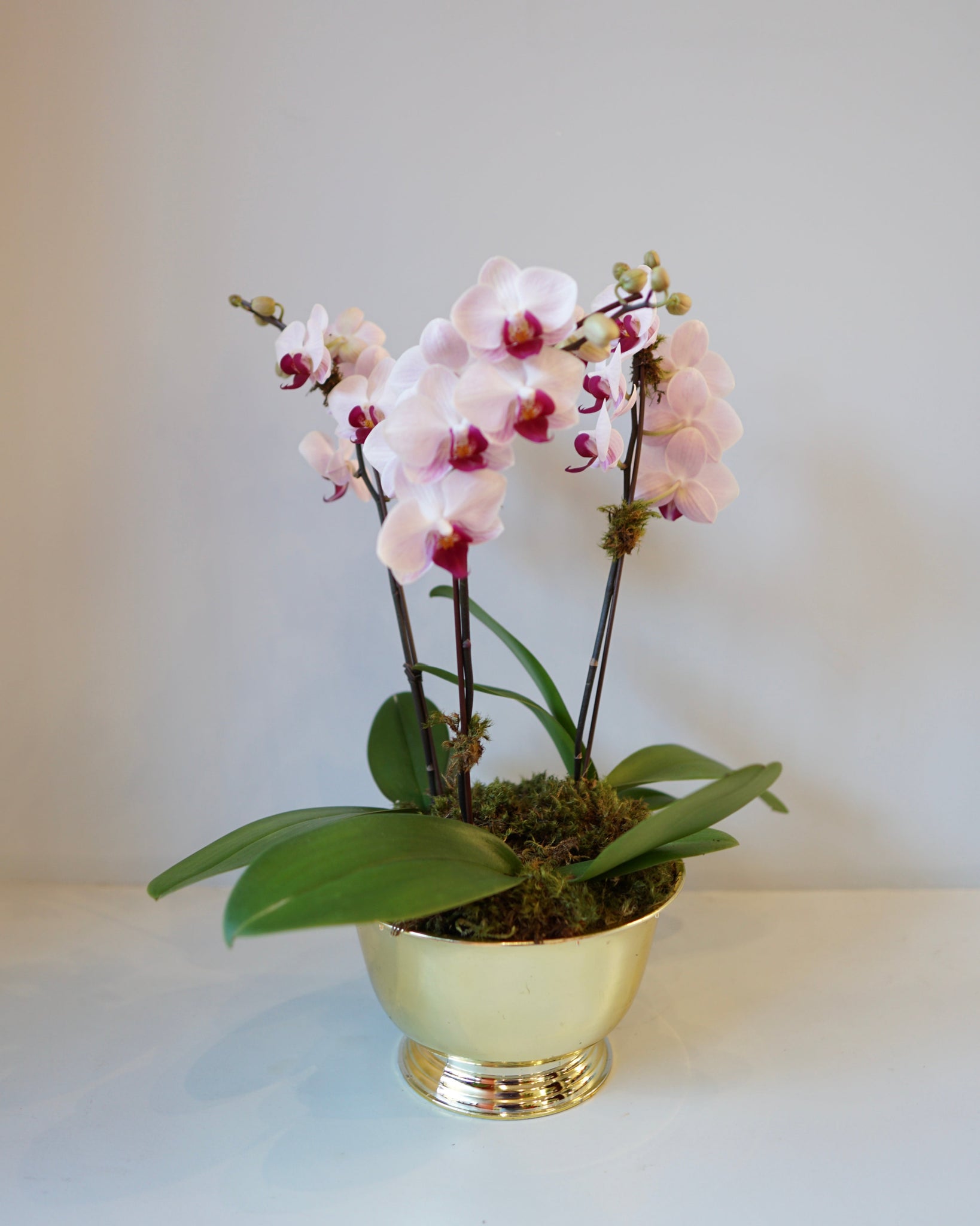 La Bomba Floristry Lunar New Year - Phaleonopsis Orchid Planter La Bomba Floristry Vancouver Canada Lunar New Year - Phaleonopsis Orchid Planter