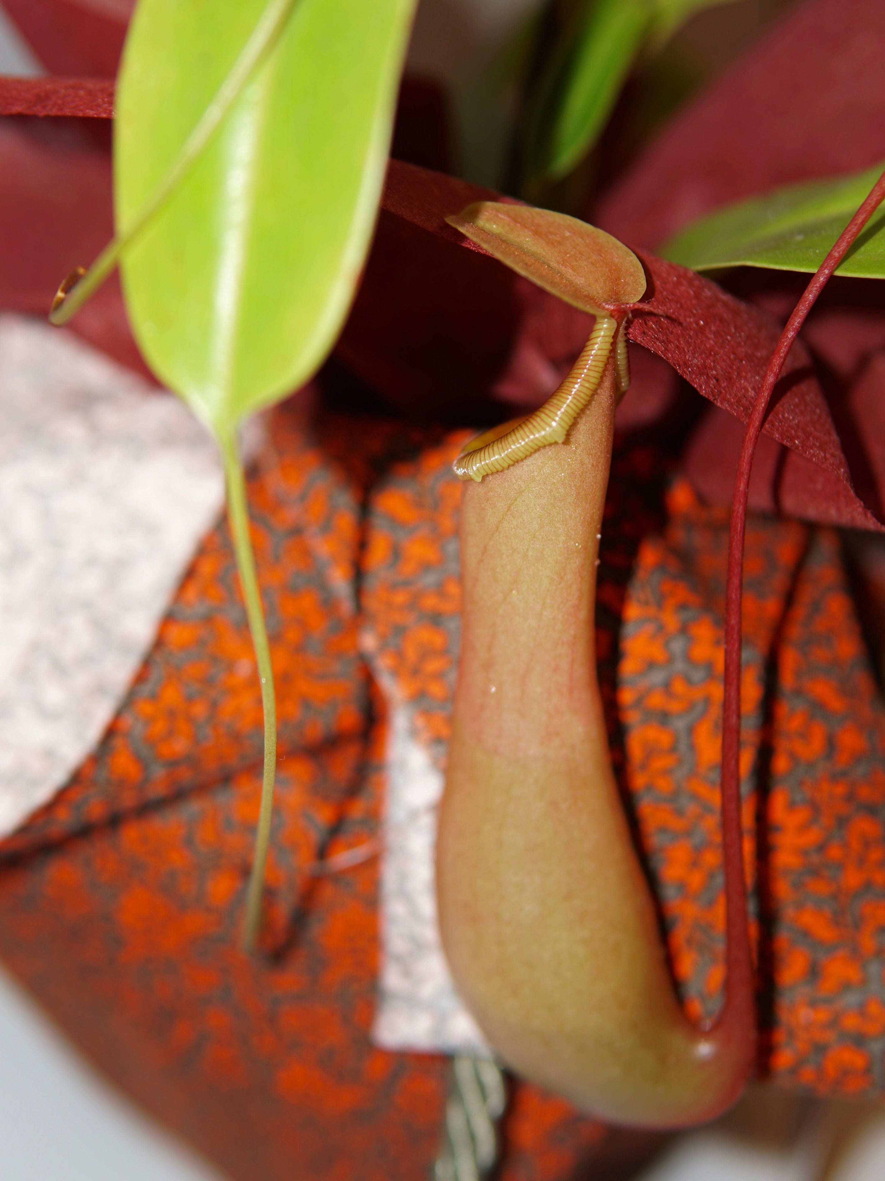 La Bomba Floristry Nepenthes Potted La Bomba Floristry Vancouver Canada Nepenthes Potted