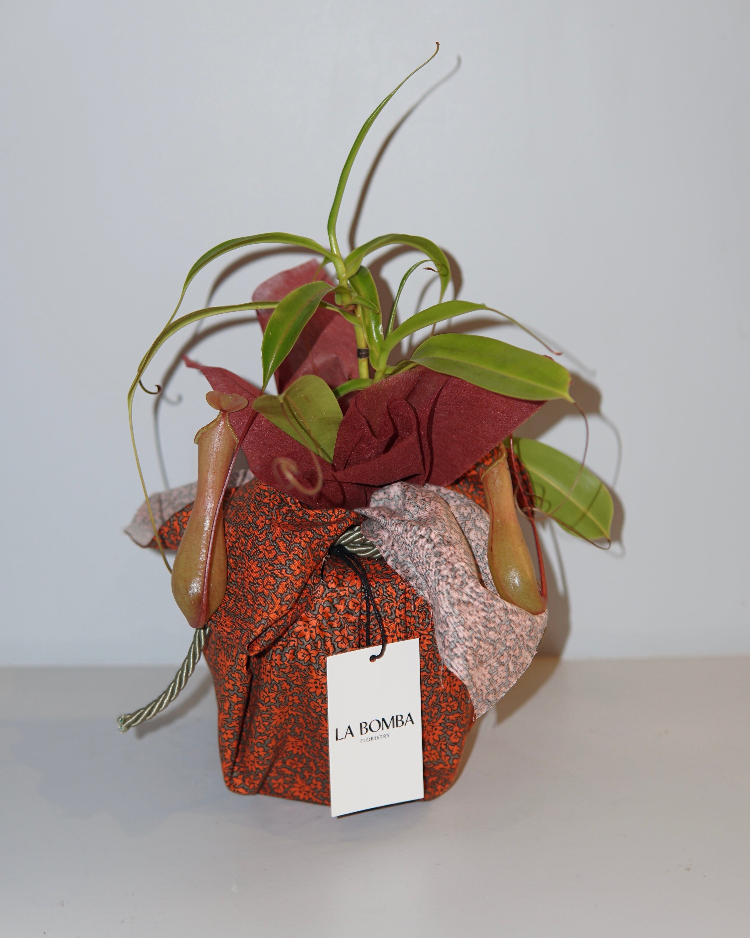 La Bomba Floristry Nepenthes Potted La Bomba Floristry Vancouver Canada Nepenthes Potted