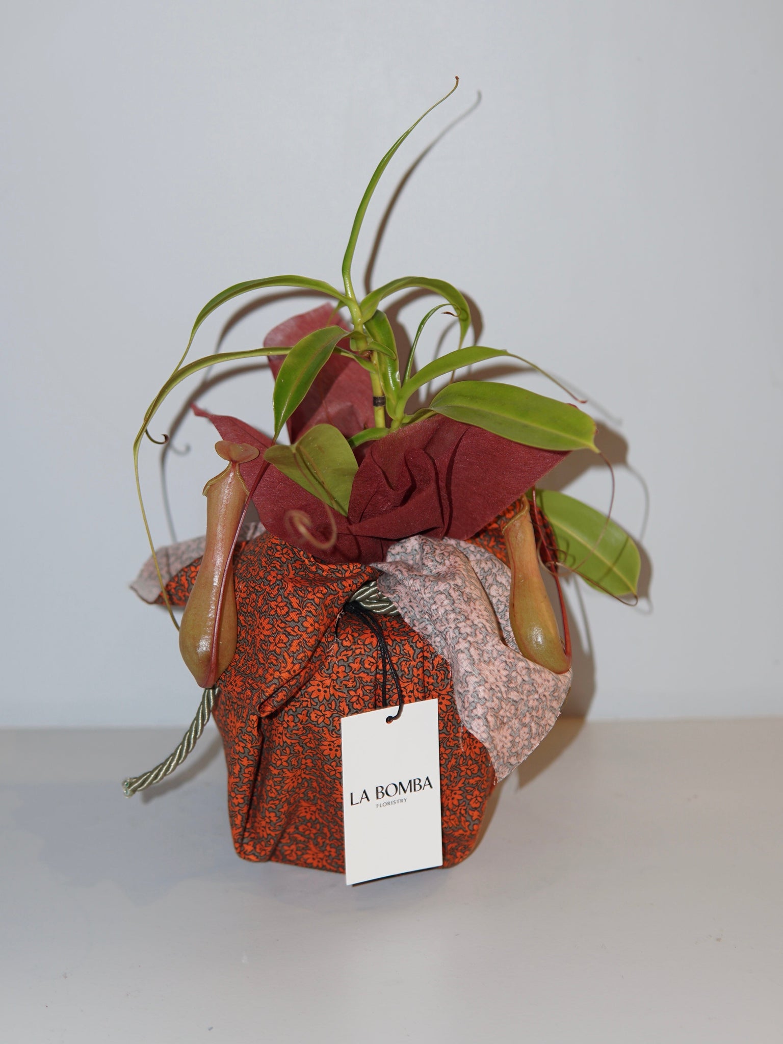 La Bomba Floristry Nepenthes Potted La Bomba Floristry Vancouver Canada Nepenthes Potted