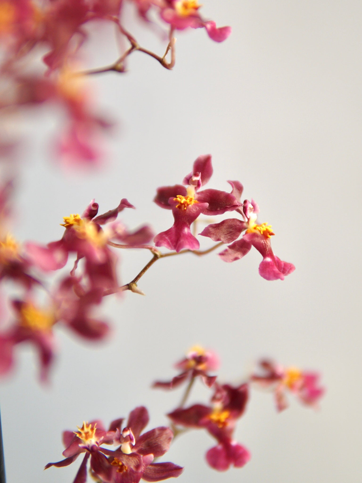 La Bomba Floristry Oncidium Orchid (Purple) La Bomba Floristry Vancouver Canada Oncidium Orchid (Purple)