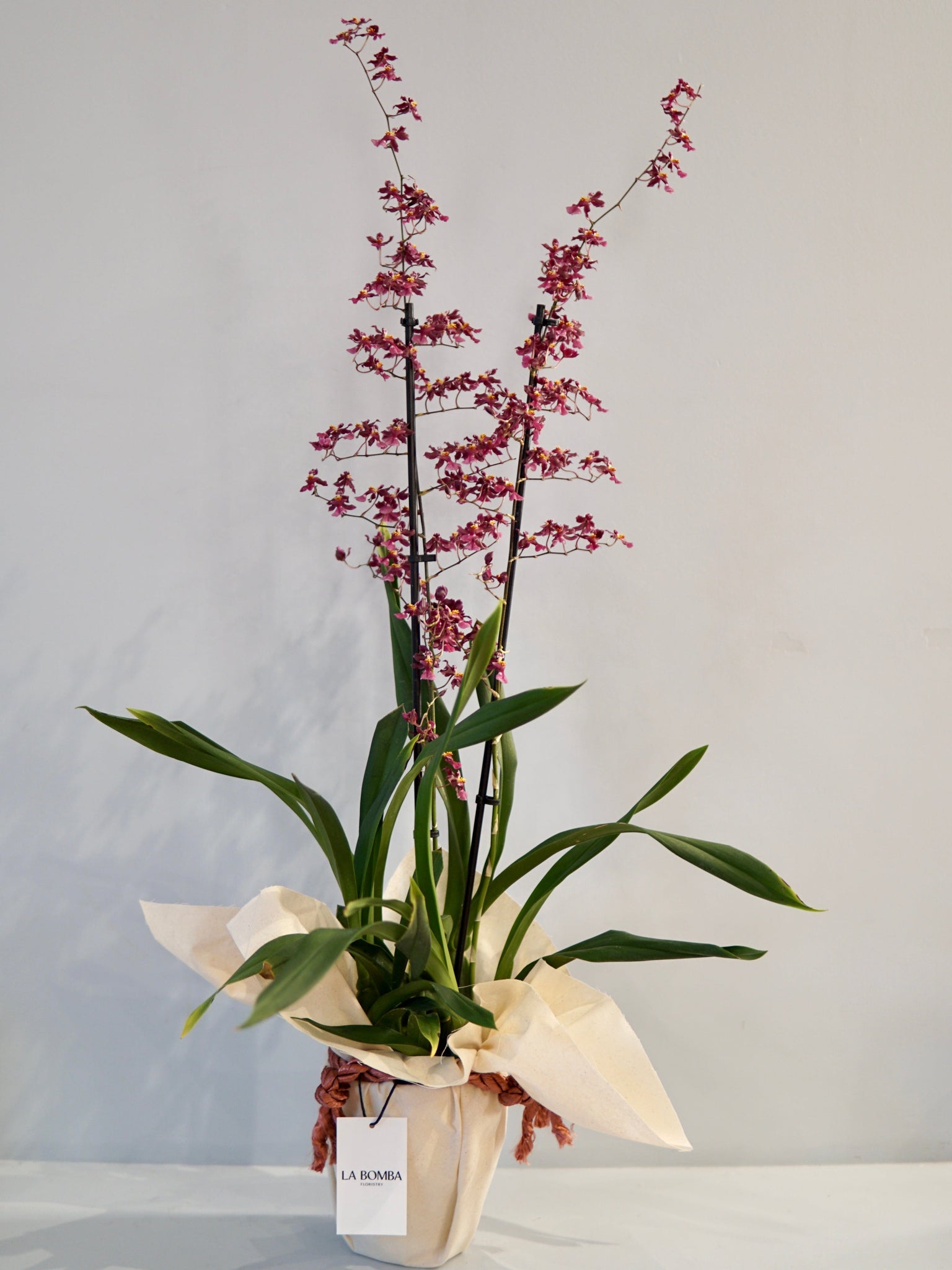 La Bomba Floristry Oncidium Orchid (Purple) La Bomba Floristry Vancouver Canada Oncidium Orchid (Purple)