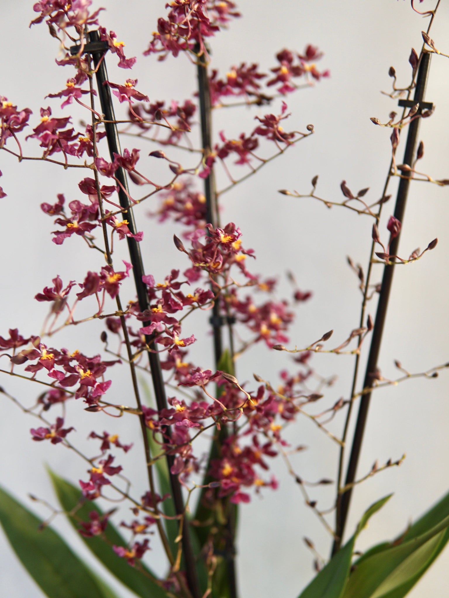 La Bomba Floristry Oncidium Orchid (Purple) La Bomba Floristry Vancouver Canada Oncidium Orchid (Purple)