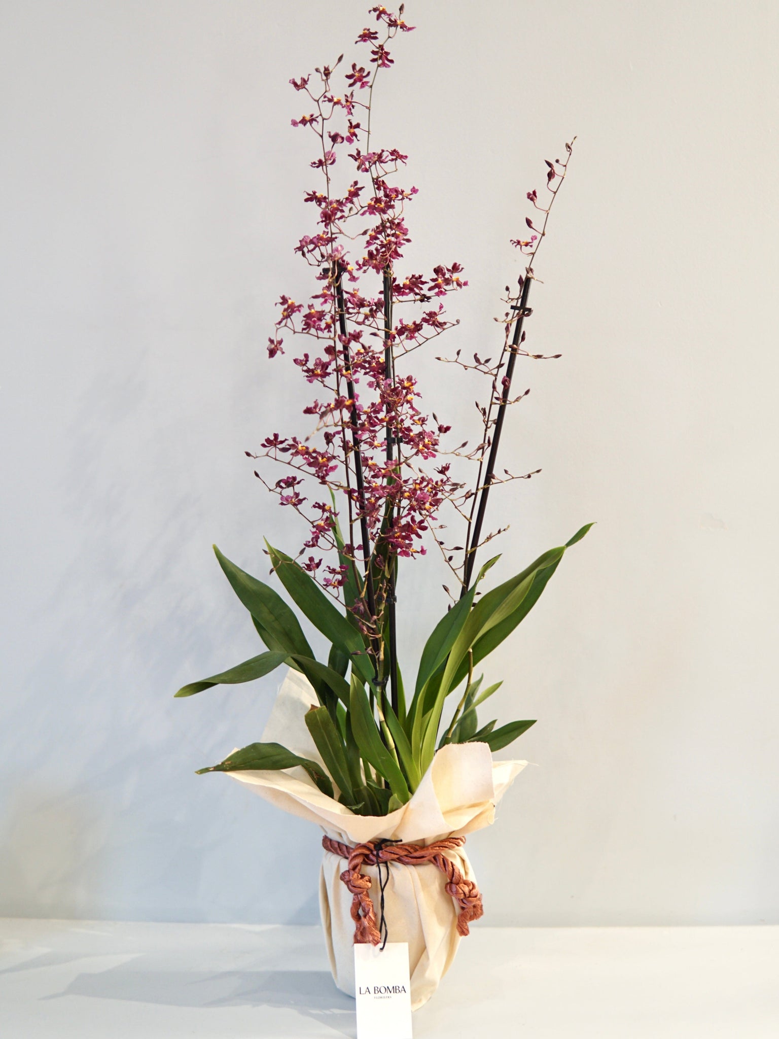 La Bomba Floristry Oncidium Orchid (Purple) La Bomba Floristry Vancouver Canada Oncidium Orchid (Purple)