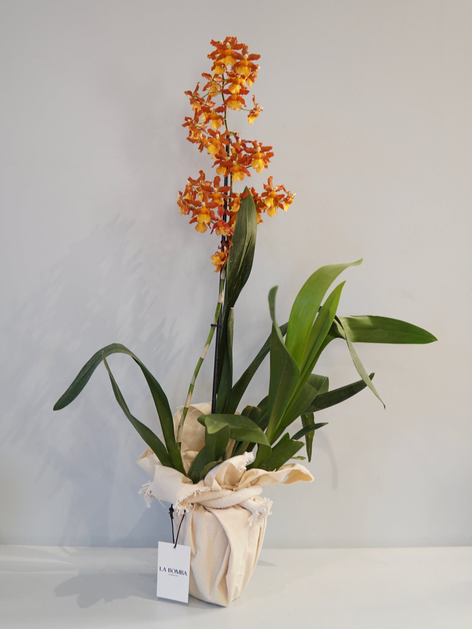 La Bomba Floristry Oncidium Orchid (Yellow) La Bomba Floristry Vancouver Canada Oncidium Orchid (Yellow)