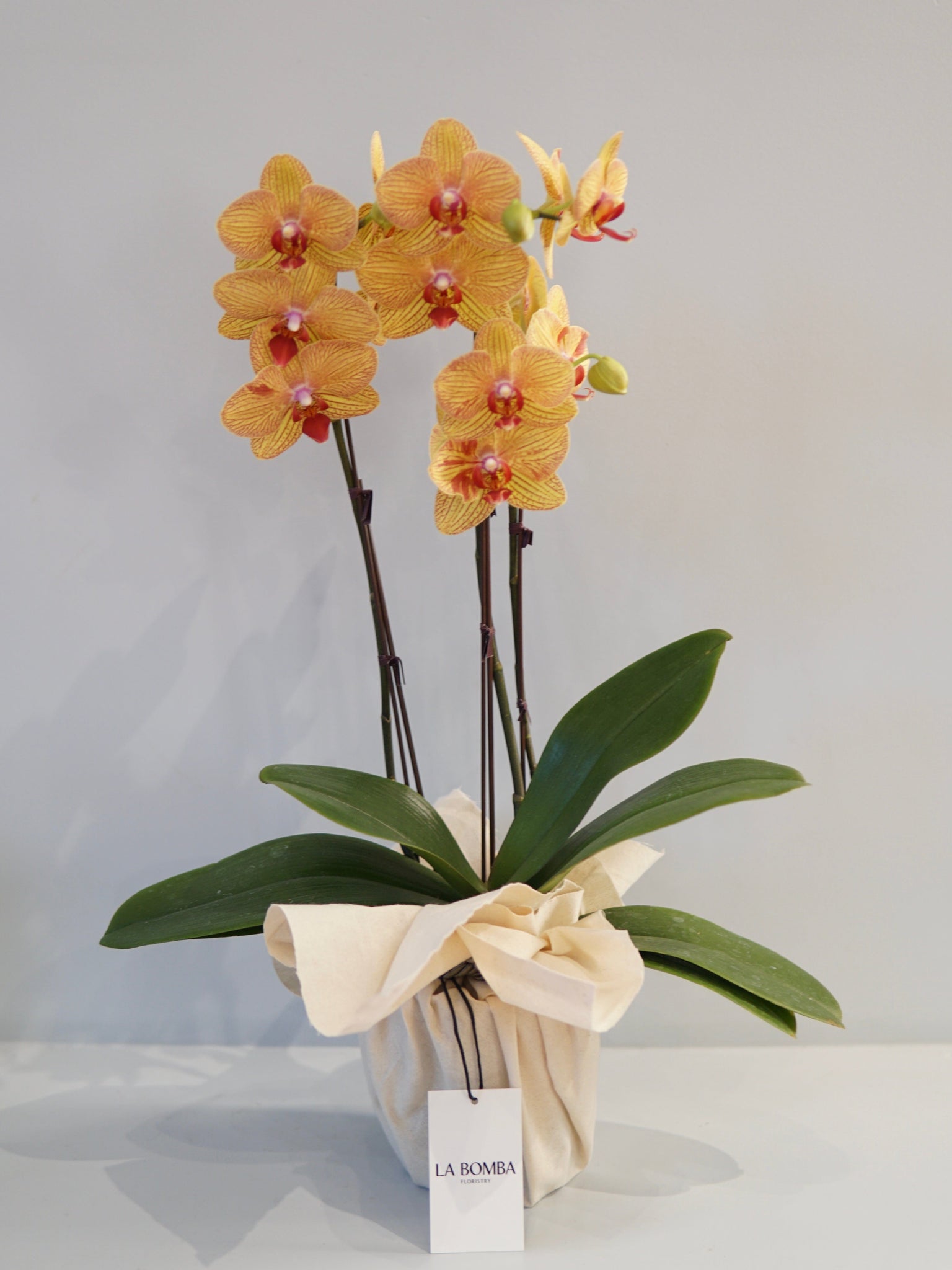 La Bomba Floristry Phaleonopsis Orchid - Potted La Bomba Floristry Vancouver Canada Phaleonopsis Orchid - Potted