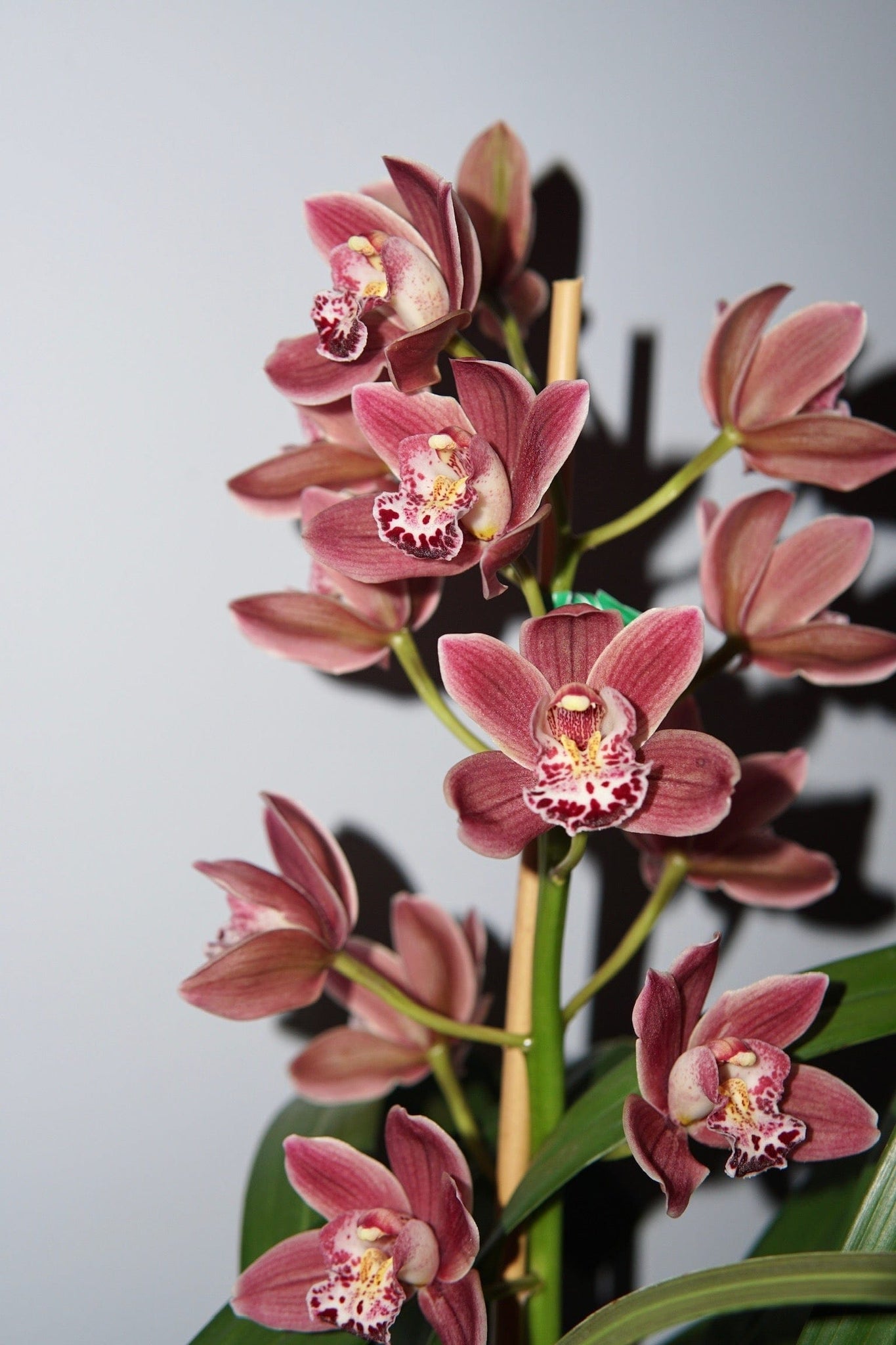 La Bomba Floristry Purple Cymbidium Orchid Potted La Bomba Floristry Vancouver Canada Cymbidium Orchid Potted